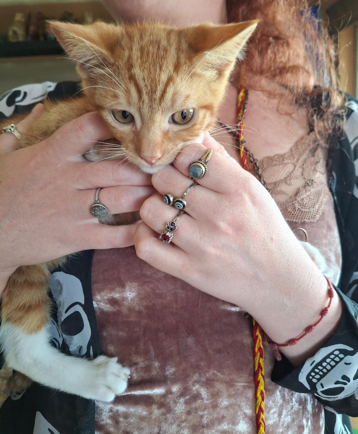 Sherbert, Baby Male Domestic Short Hair