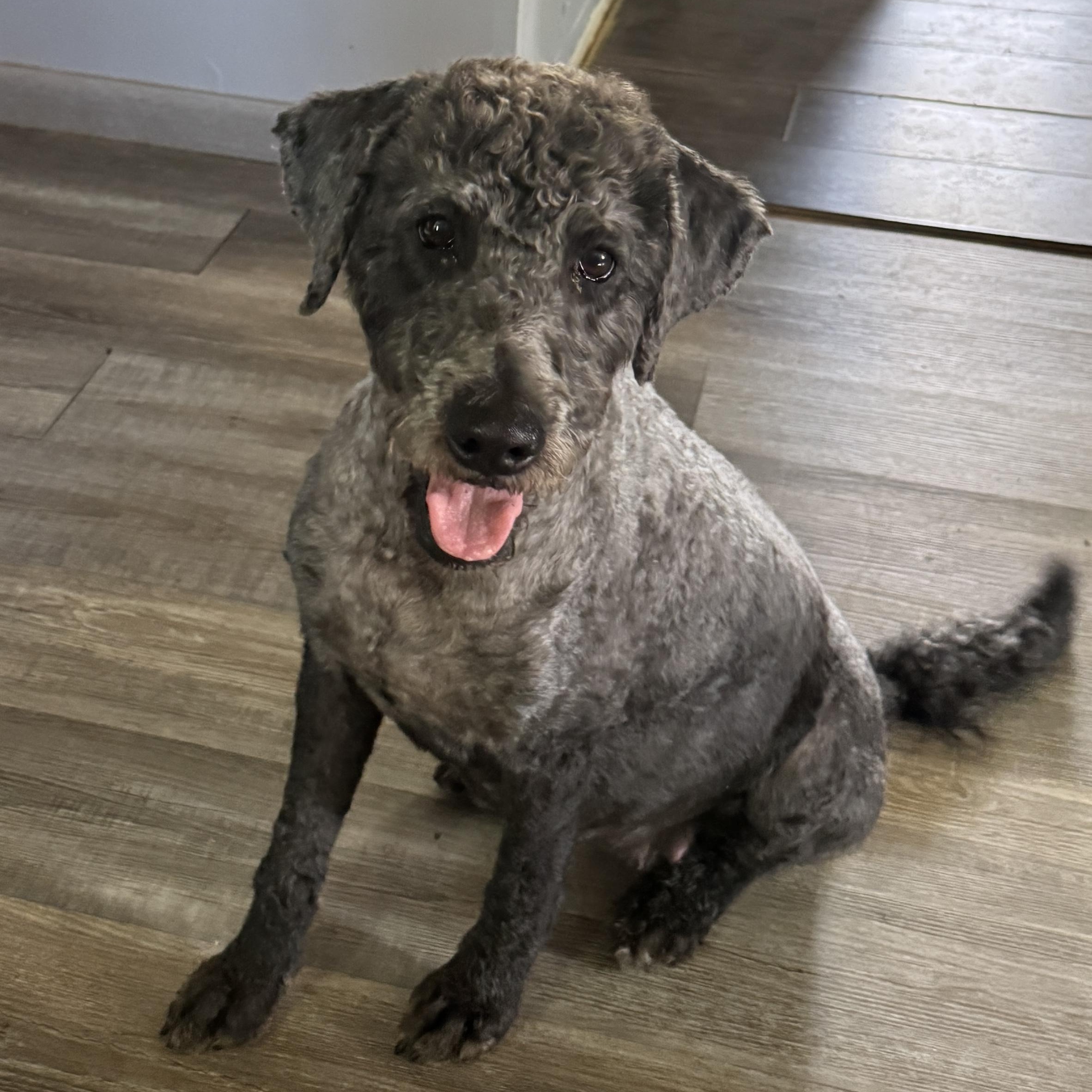 Lucy Goosey, Adoptable, Adult Female Labradoodle.