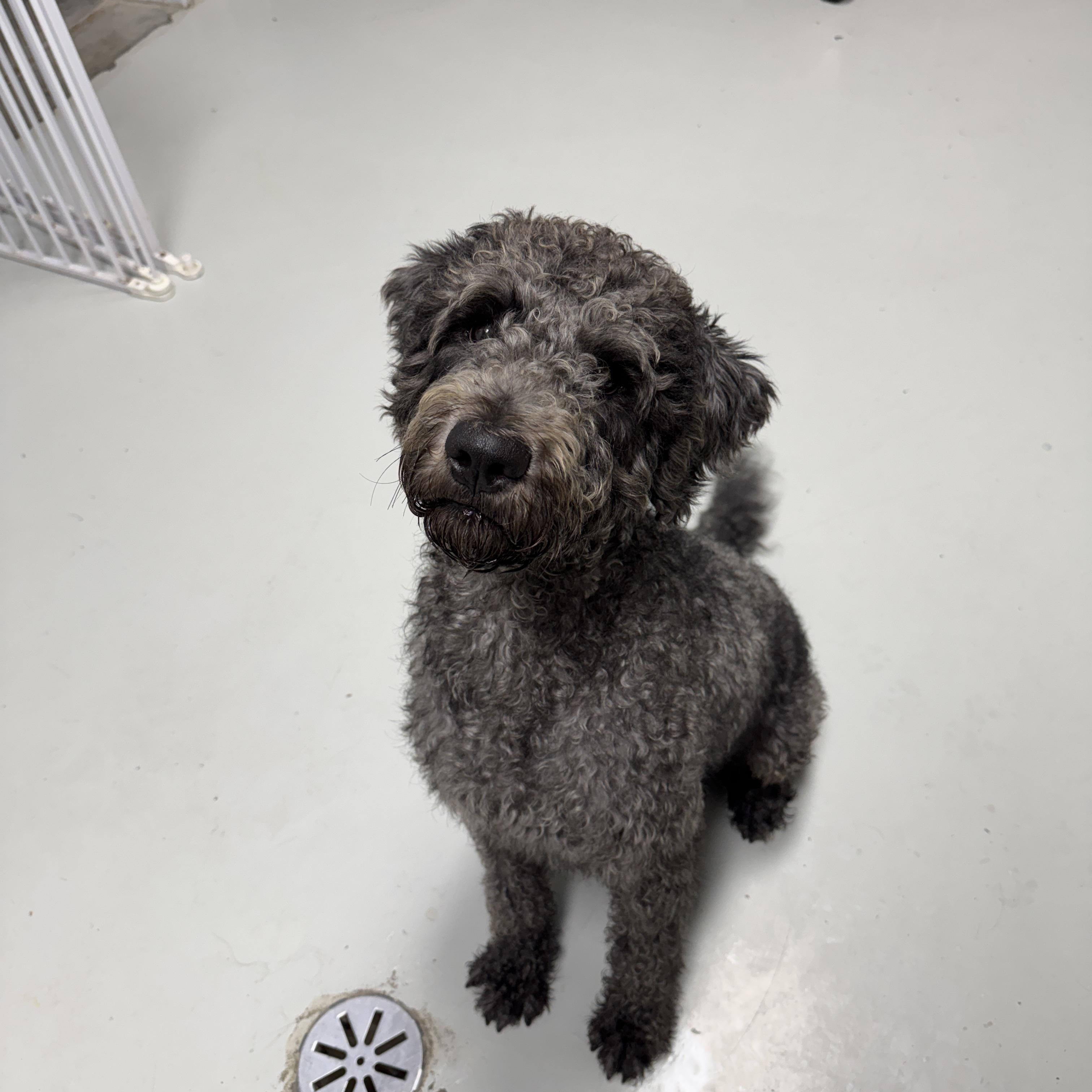 Enlarge Lucy Goosey, a Adoptable Labradoodle in Hartford, KY image 1/6