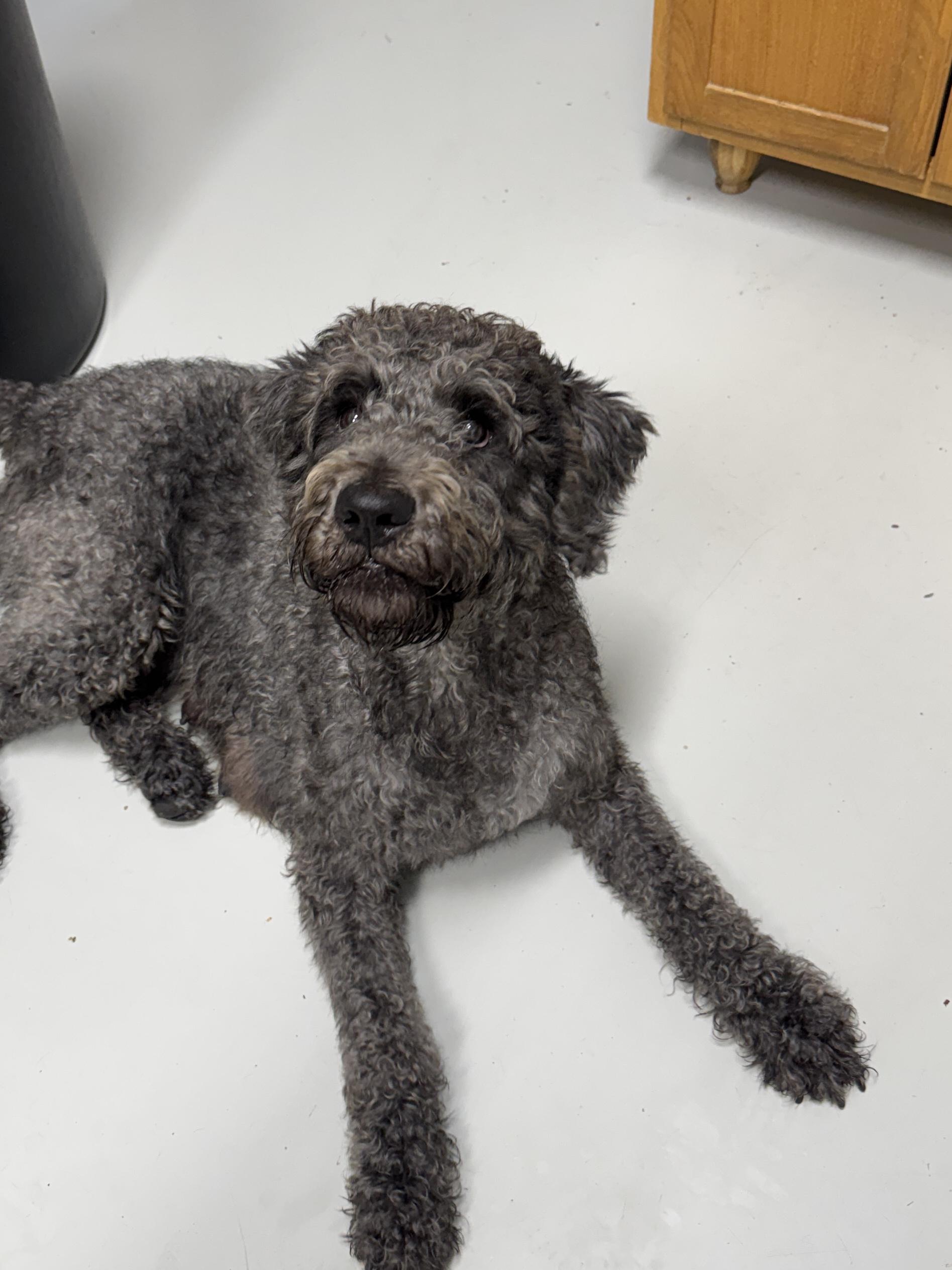 Enlarge Lucy Goosey, a Adoptable Labradoodle in Hartford, KY image 2/6