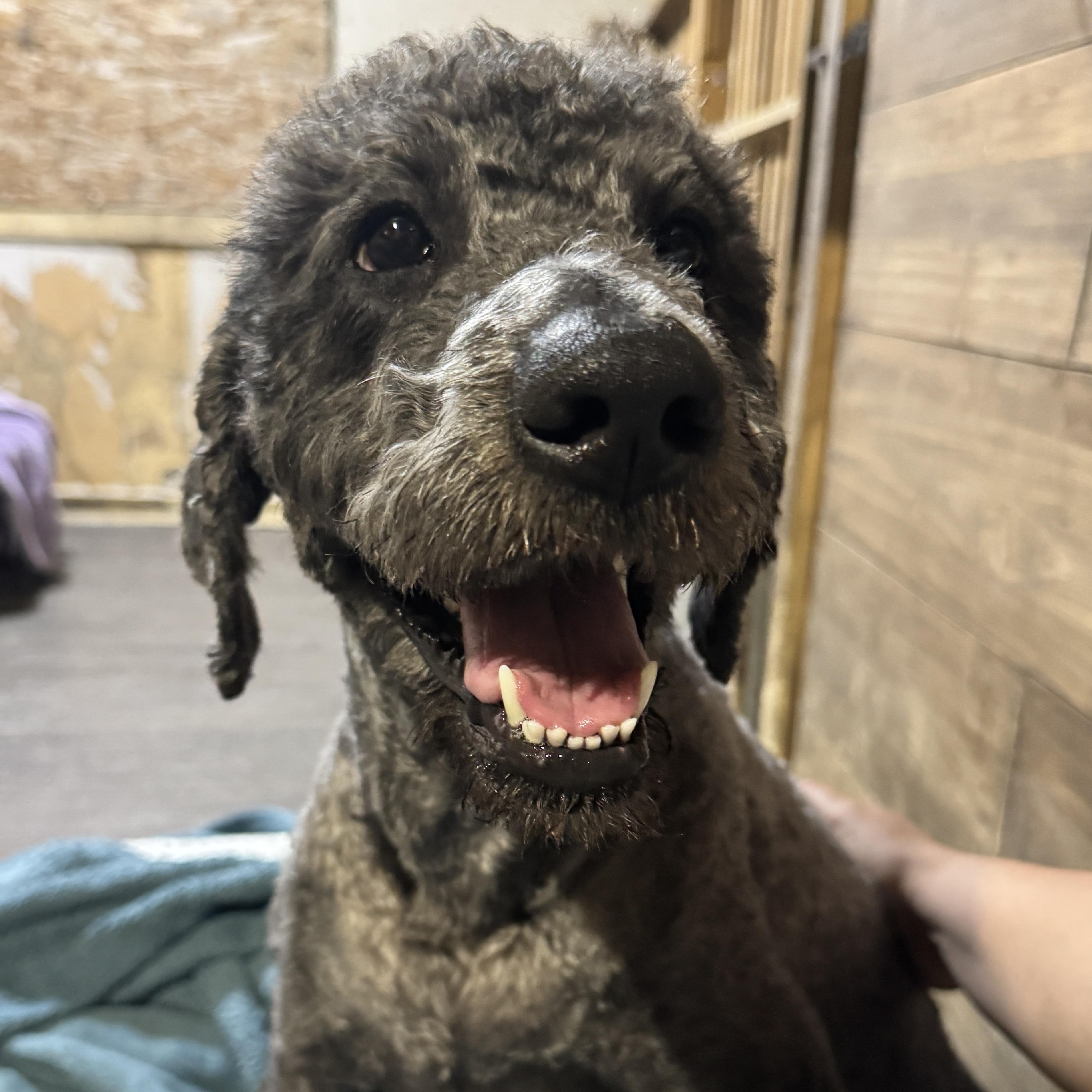 Enlarge Lucy Goosey, a Adoptable Labradoodle in Hartford, KY image 5/6