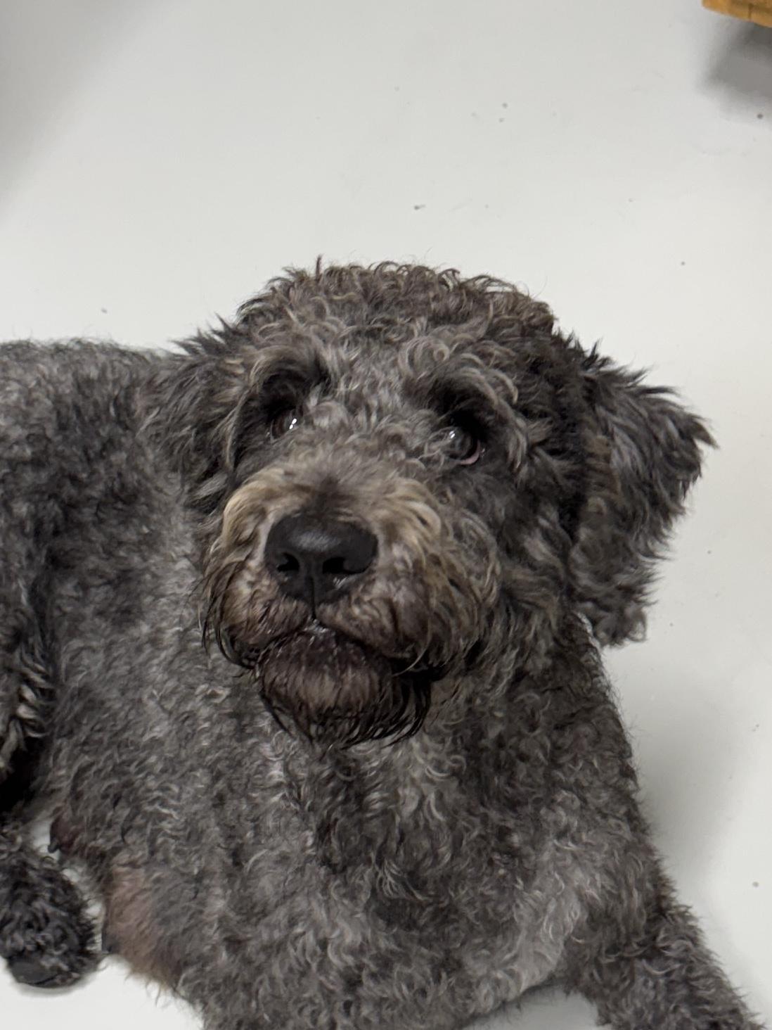 Lucy Goosey, Adopted, Adult Female Labradoodle.