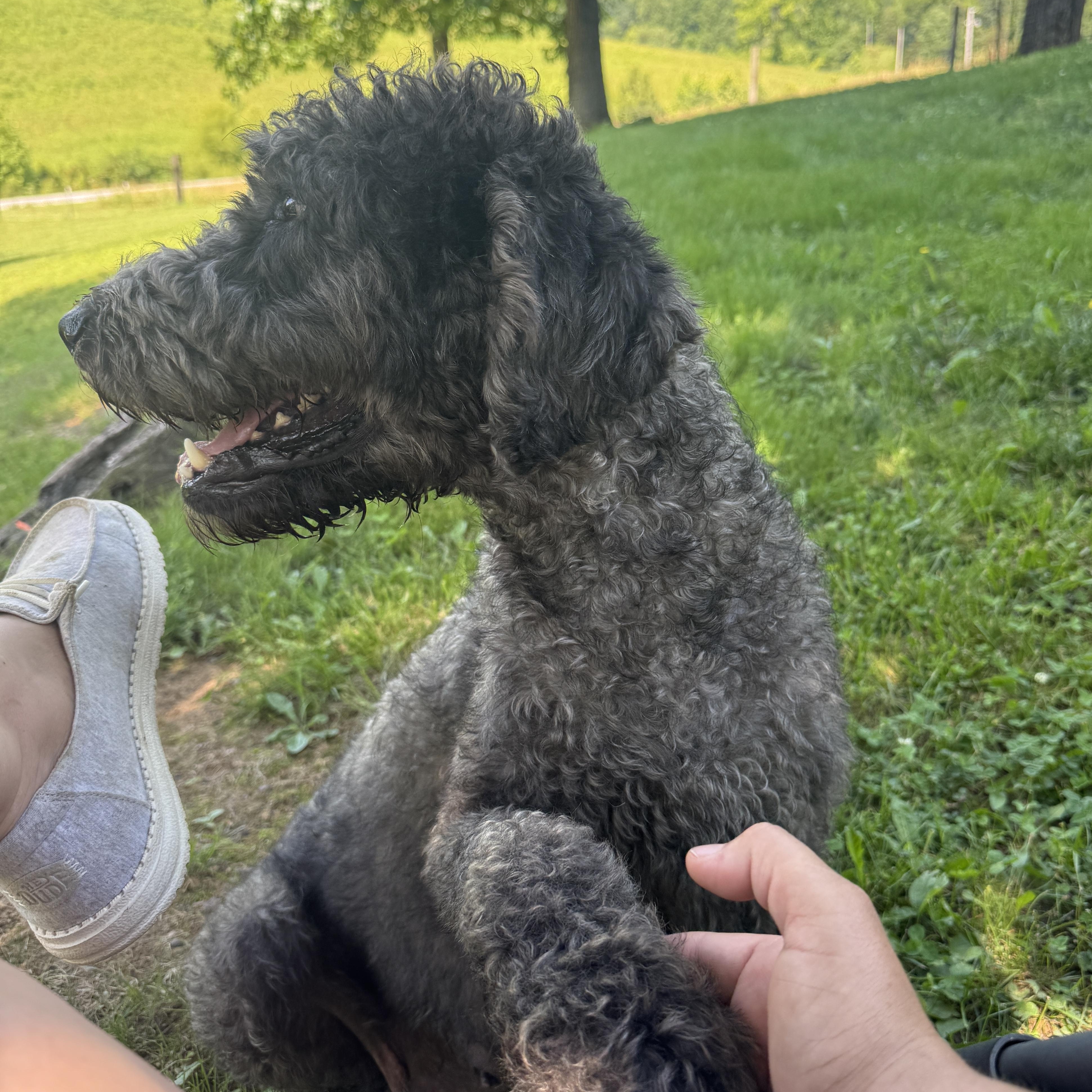 Enlarge Lucy Goosey, a Adoptable Labradoodle in Hartford, KY image 6/6