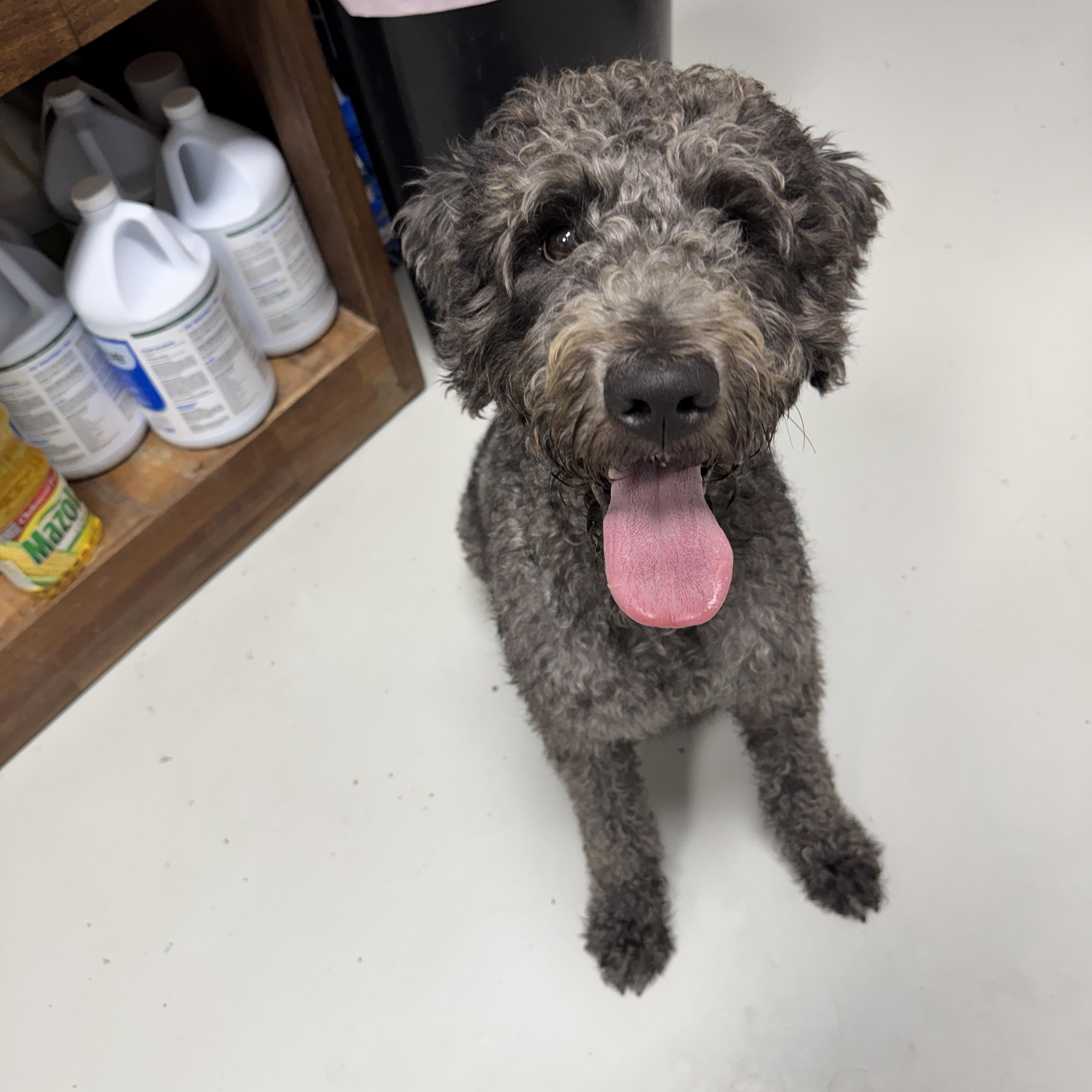 Enlarge Lucy Goosey, a Adoptable Labradoodle in Hartford, KY image 3/6