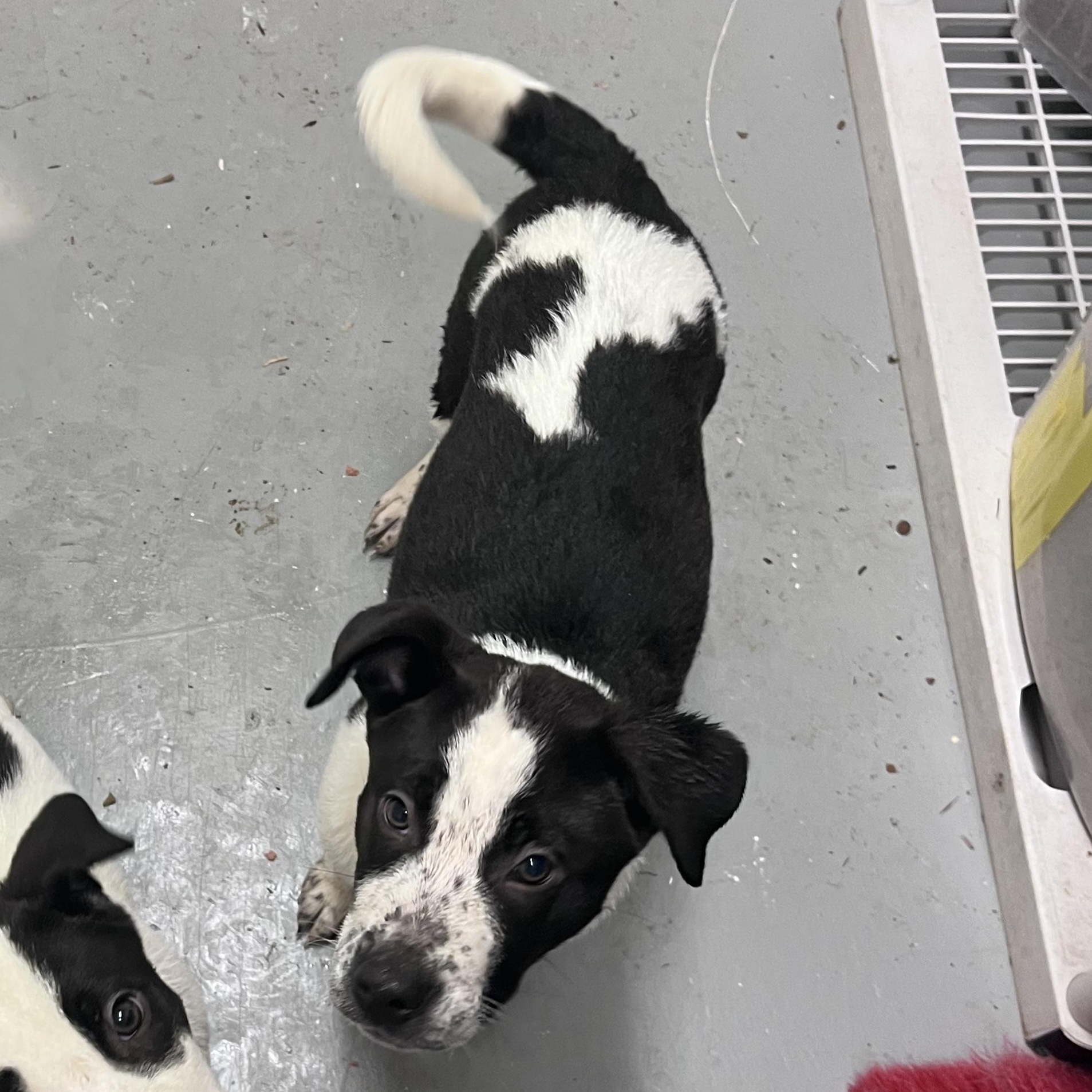 Chaos, a ADOPTABLE Mixed Breed in Shelton, WA image 3/4