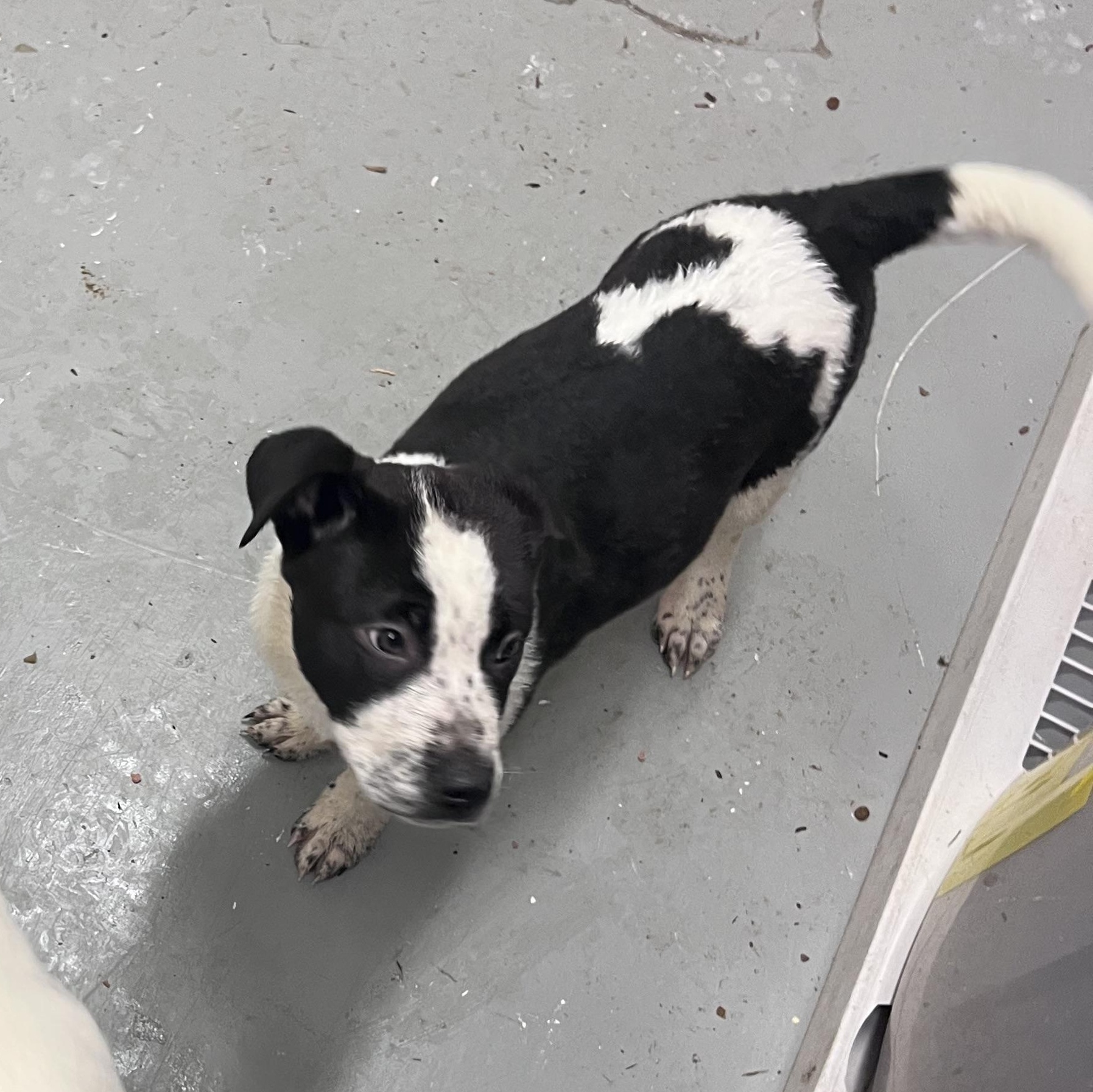 Chaos, a ADOPTABLE Mixed Breed in Shelton, WA image 2/4