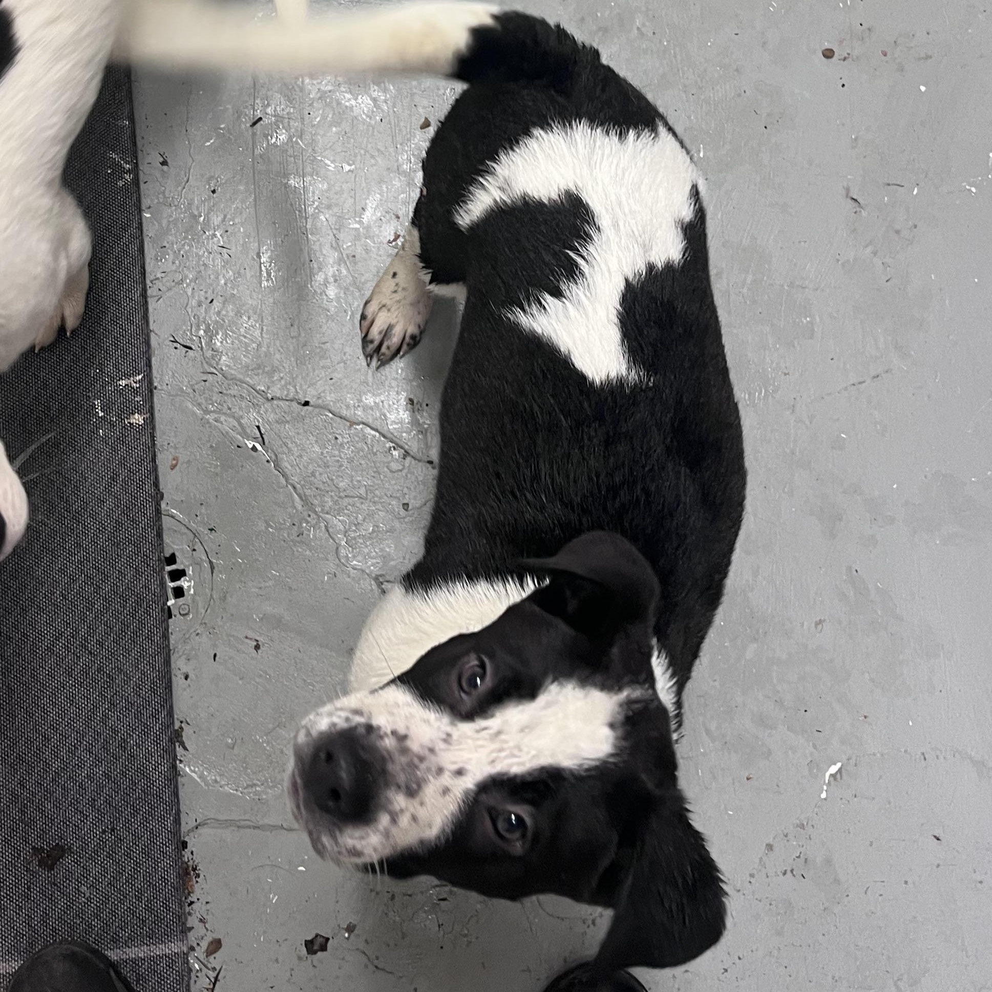 Chaos, a ADOPTABLE Mixed Breed in Shelton, WA image 4/4