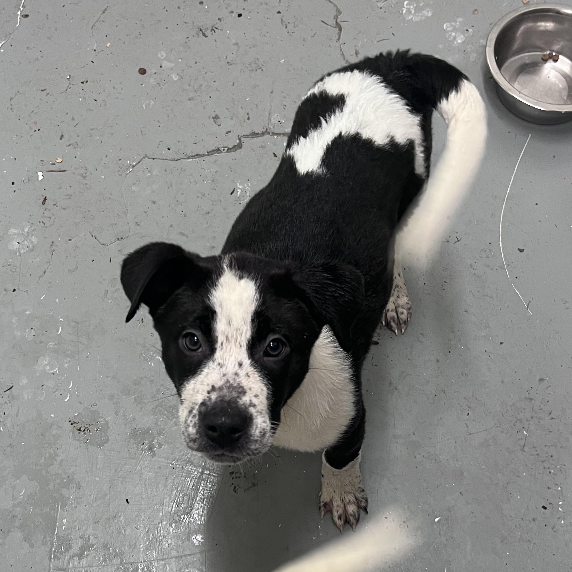 Chaos, a ADOPTABLE Mixed Breed in Shelton, WA image 1/4