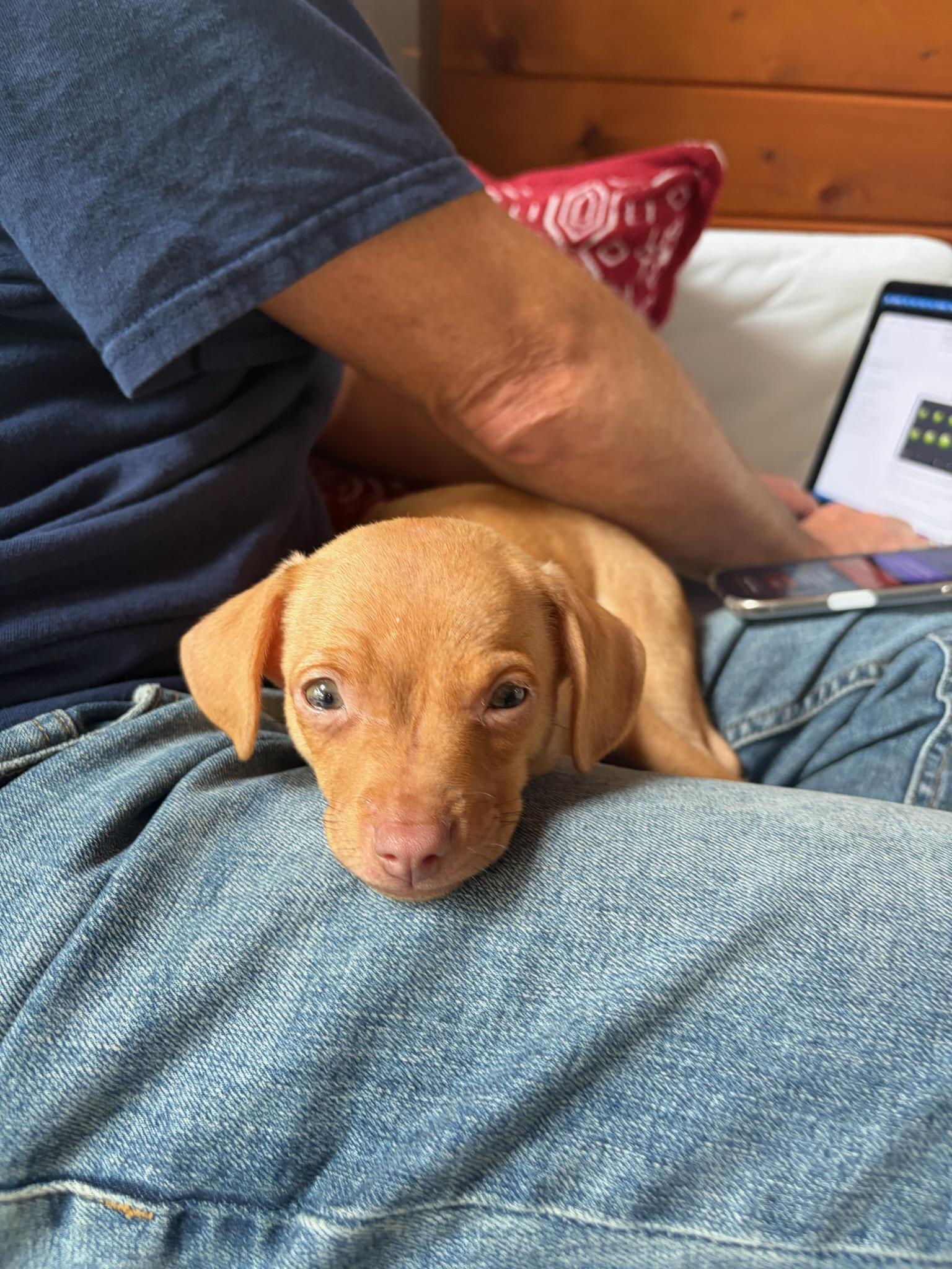 Enlarge Fettuccini - Rosie Pup, a Adoptable mixed breed in Los Angeles, CA image 5/6