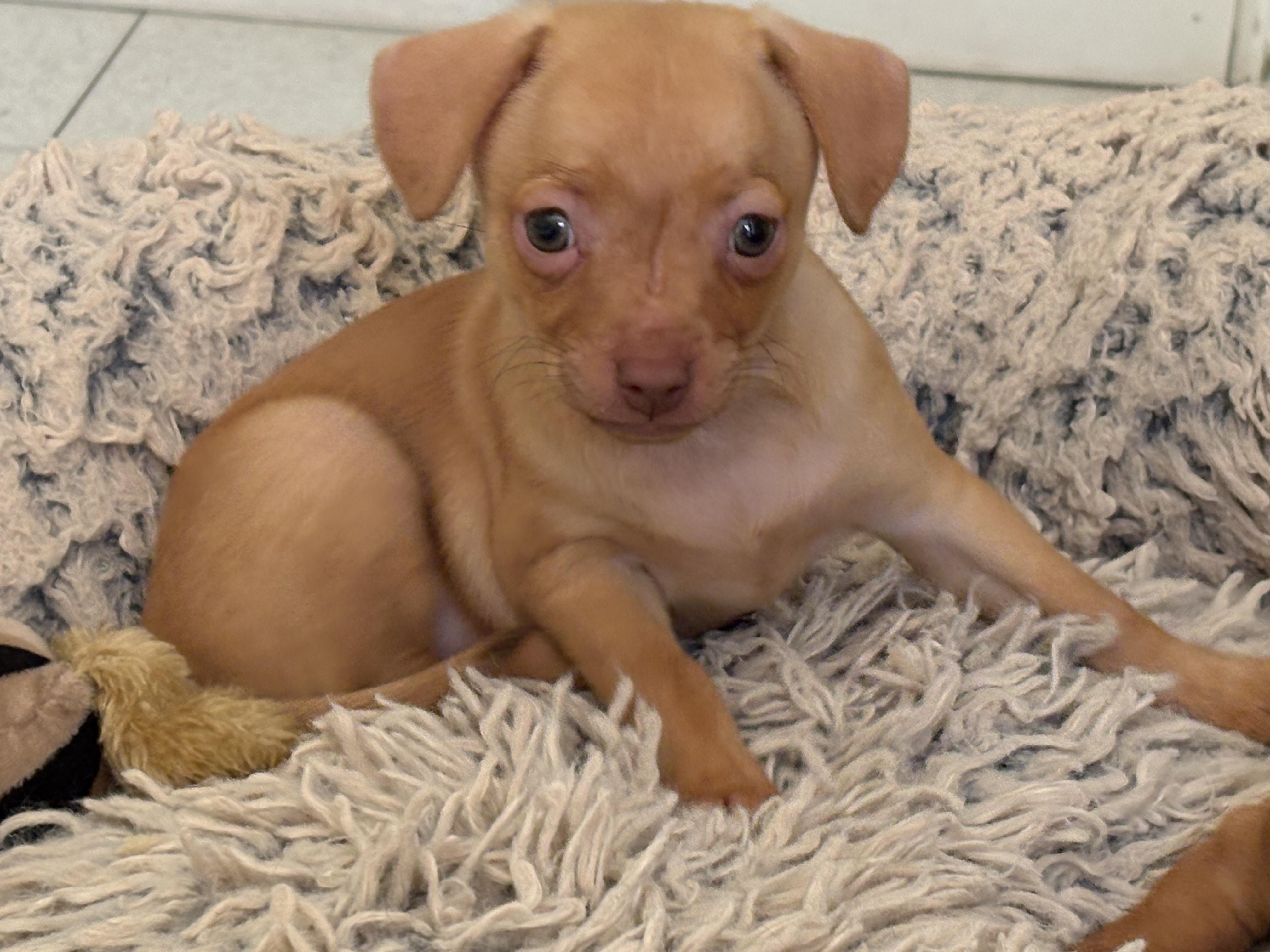 Enlarge Fettuccini - Rosie Pup, a Adoptable mixed breed in Los Angeles, CA image 6/6