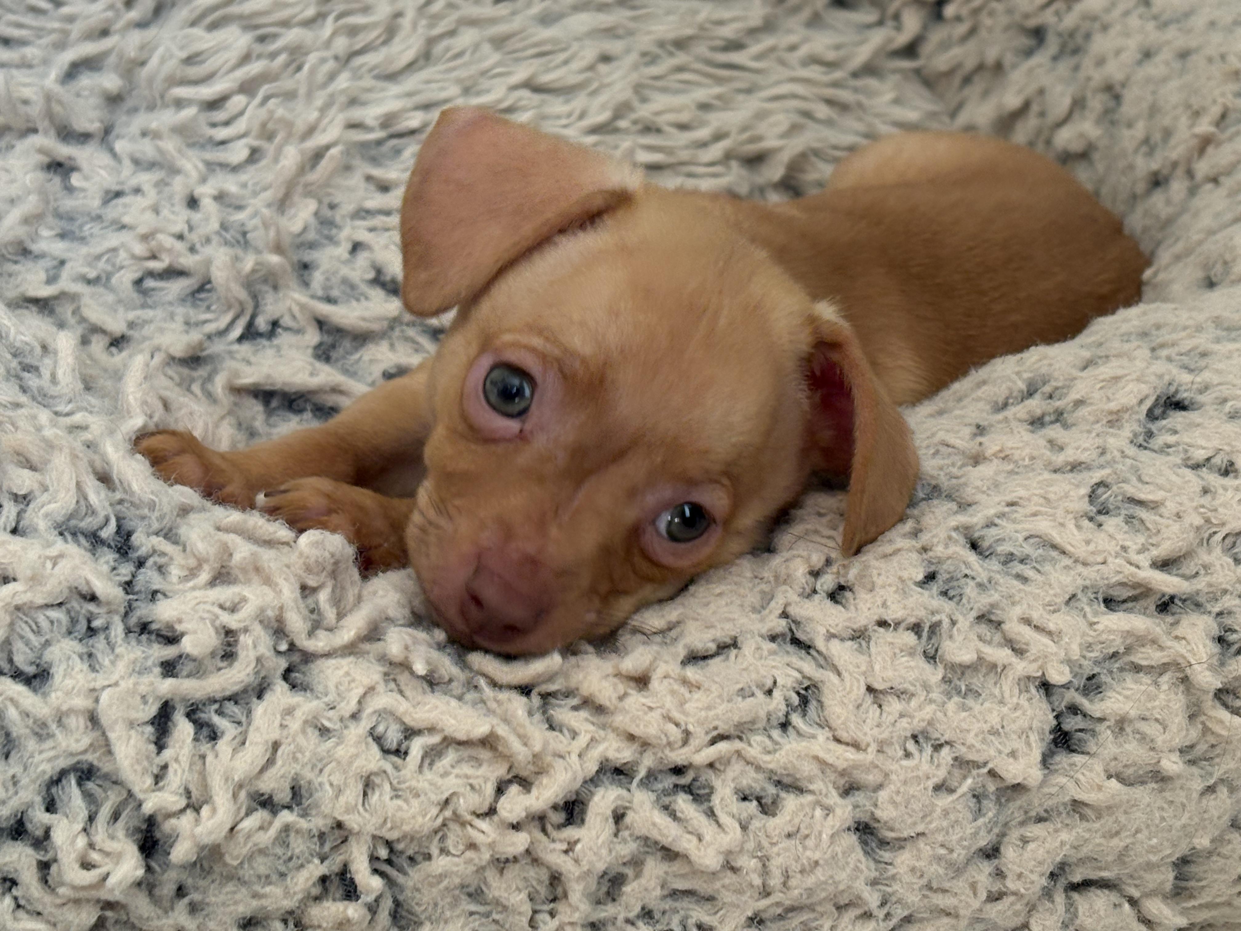 Fettuccini - Rosie Pup, Adoptable, Puppy Male Chihuahua.