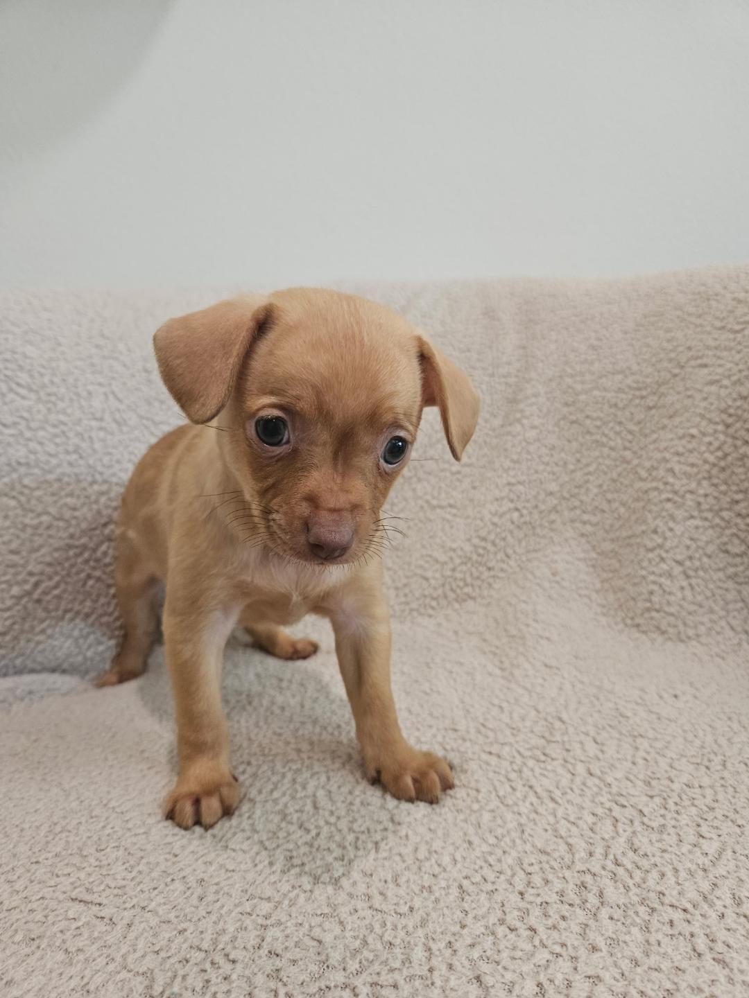 Enlarge Fettuccini - Rosie Pup, a Adoptable mixed breed in Los Angeles, CA image 3/6