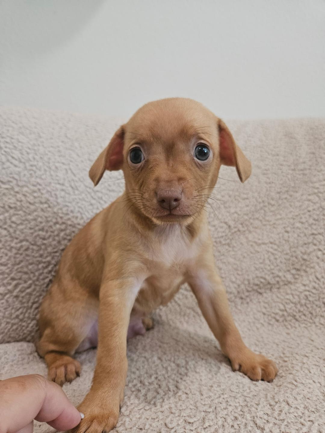 Enlarge Fettuccini - Rosie Pup, a Adoptable mixed breed in Los Angeles, CA image 2/6