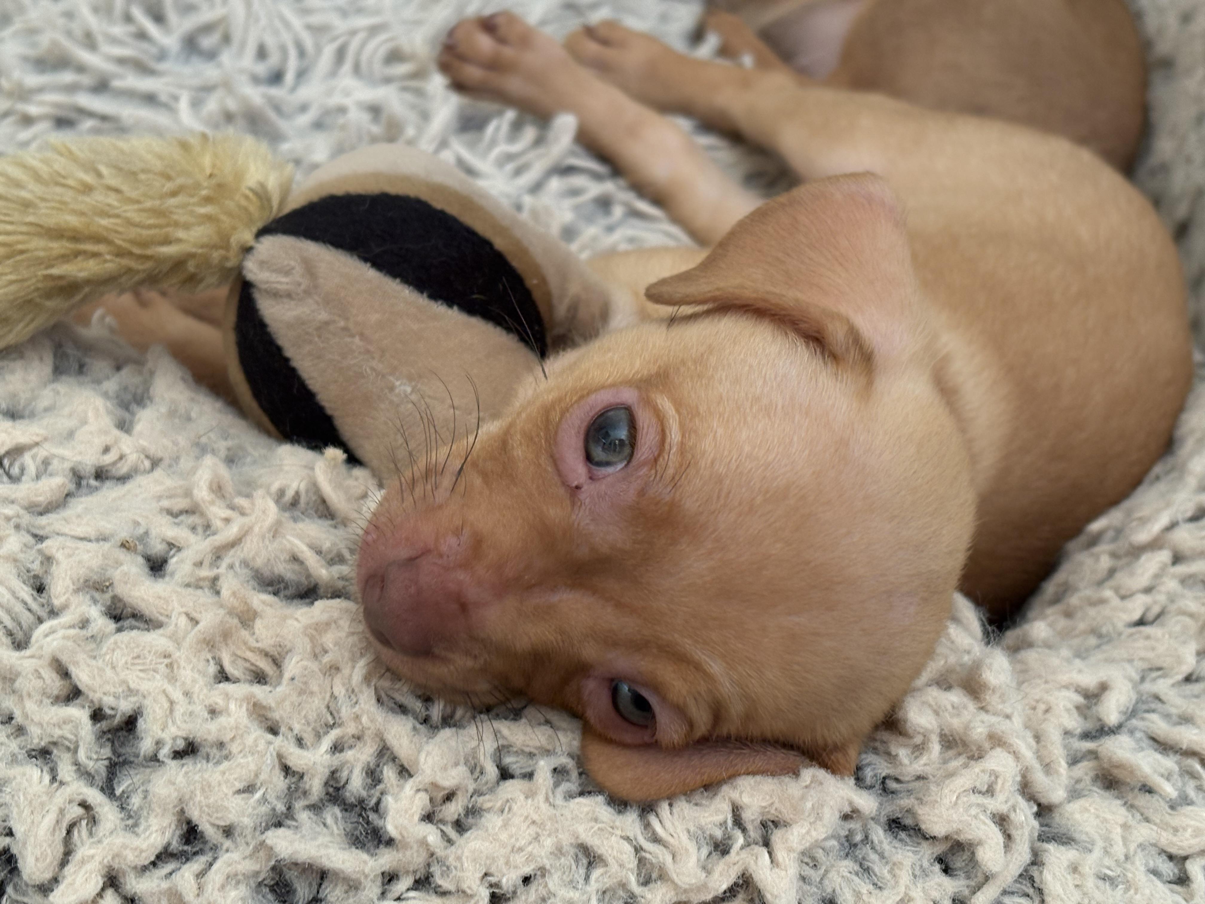 Enlarge Fettuccini - Rosie Pup, a Adoptable mixed breed in Los Angeles, CA image 4/6