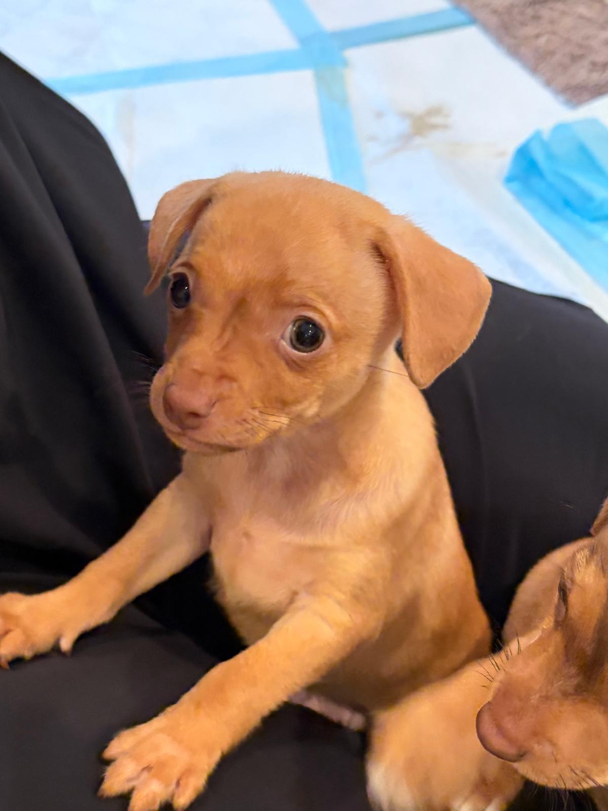 Enlarge Fettuccini - Rosie Pup, a Adoptable mixed breed in Los Angeles, CA image 5/6