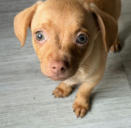 Enlarge Fettuccini - Rosie Pup, a Adoptable mixed breed in Los Angeles, CA image 3/6