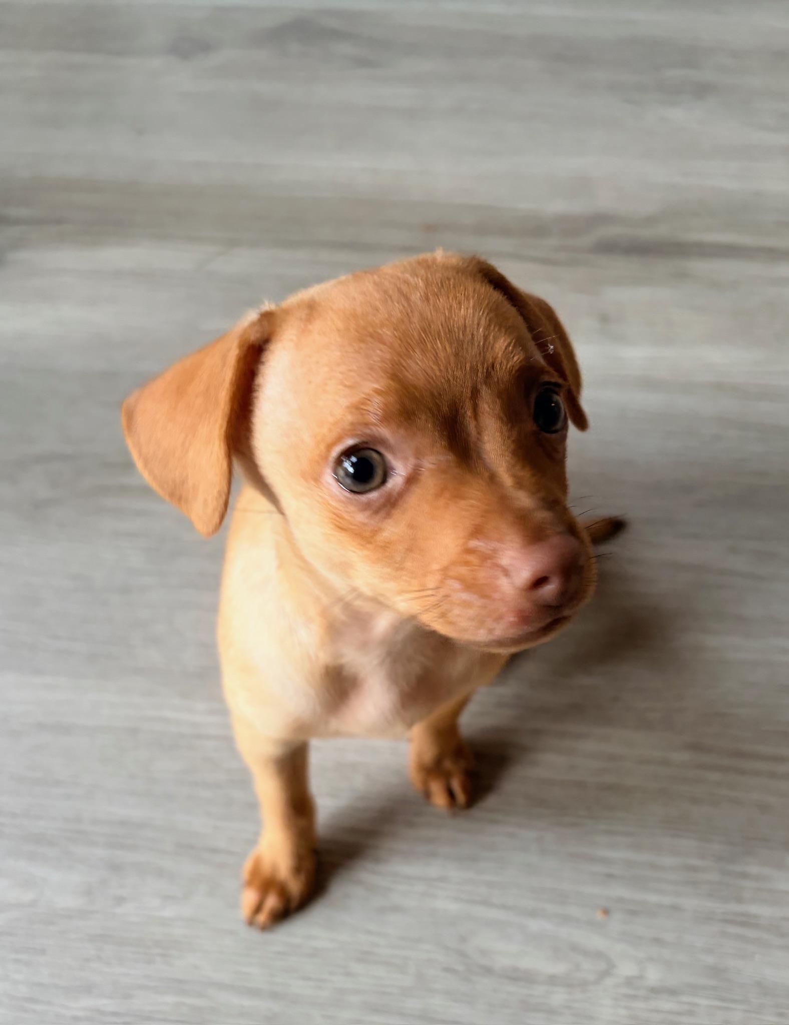 Enlarge Fettuccini - Rosie Pup, a Adoptable mixed breed in Los Angeles, CA image 6/6