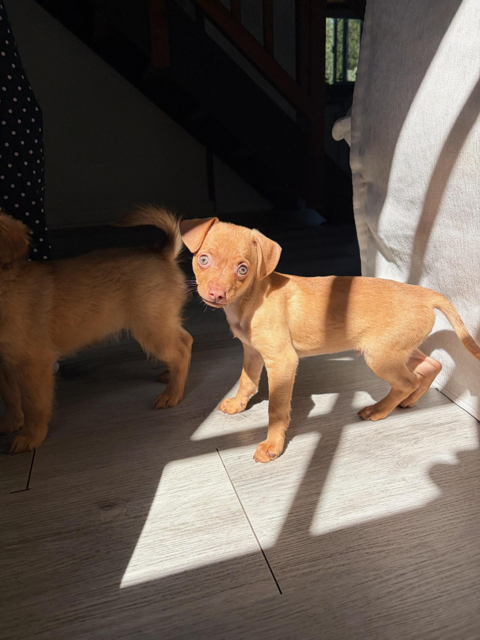 Enlarge Fettuccini - Rosie Pup, a Adoptable mixed breed in Los Angeles, CA image 2/6