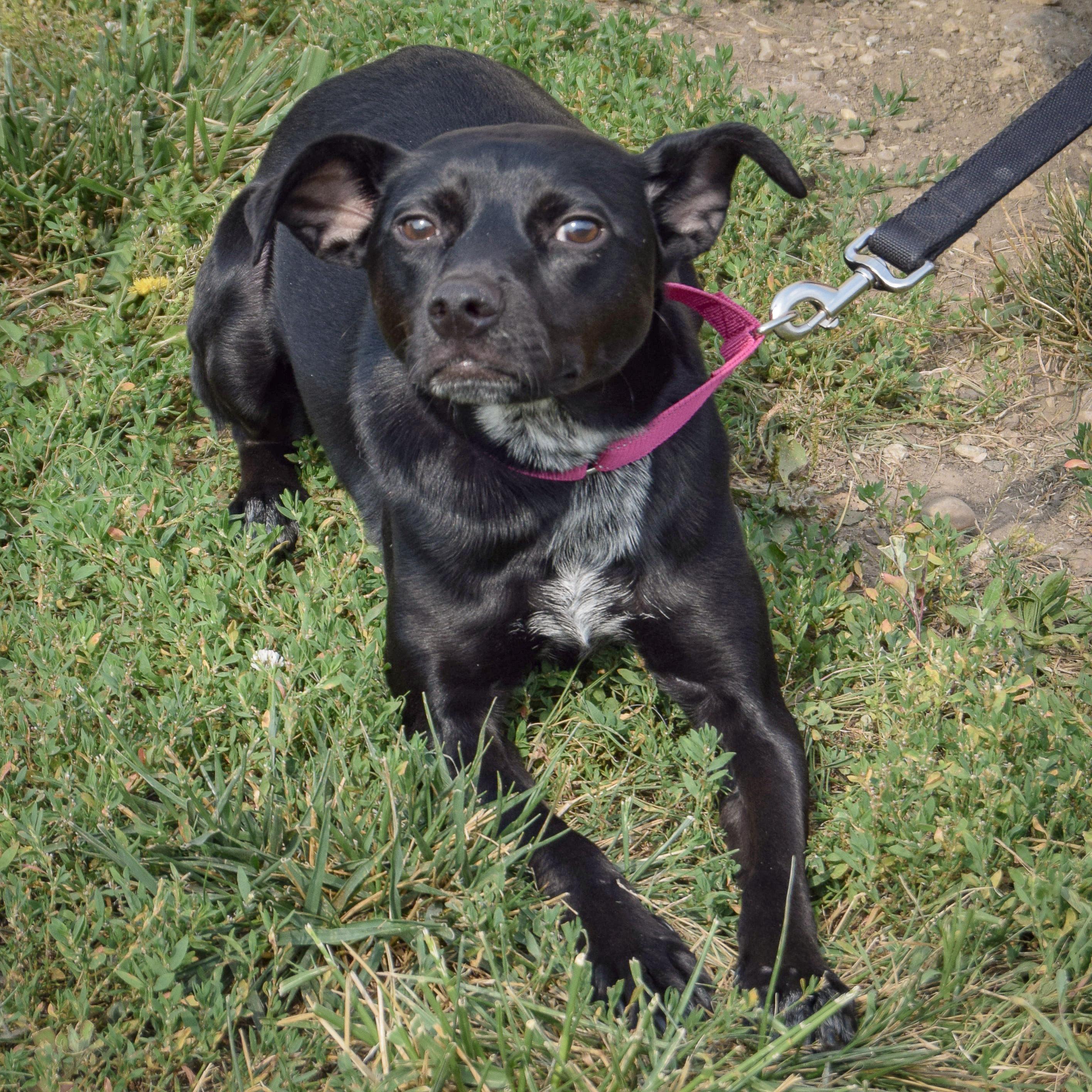 Enlarge Luna, an adoptable mixed breed in Huntley, IL image 4/6