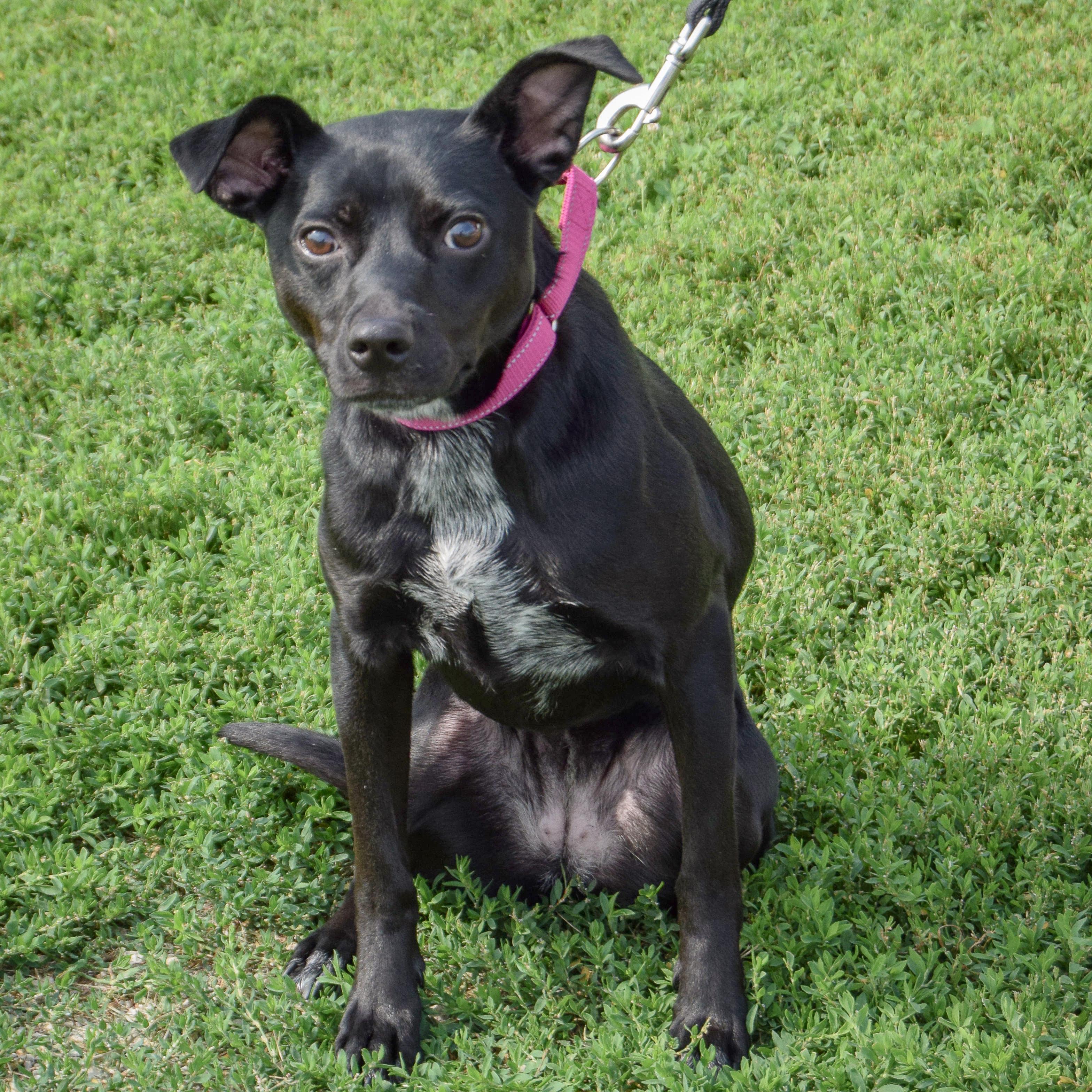 Enlarge Luna, an adoptable mixed breed in Huntley, IL image 2/6
