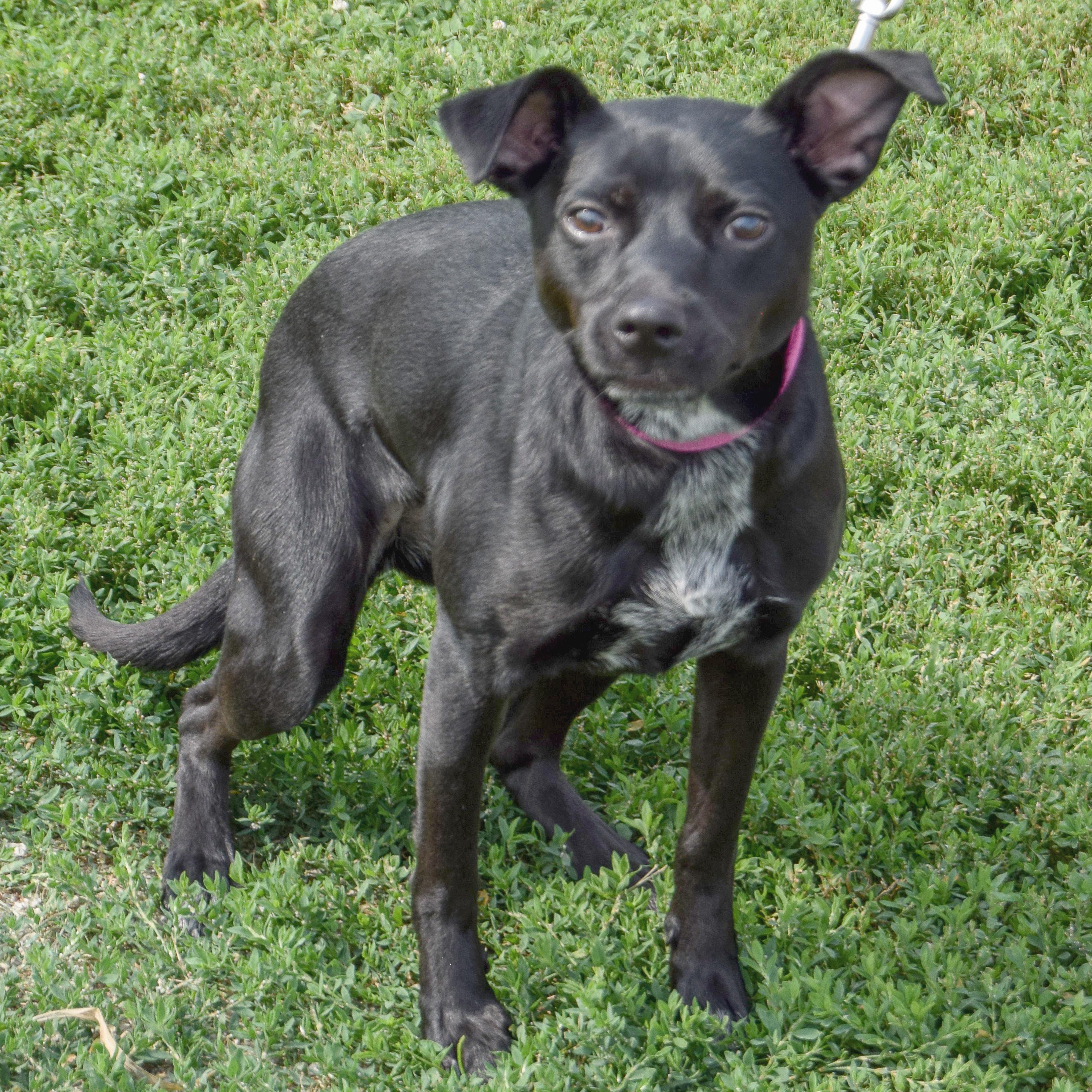 Enlarge Luna, an adoptable mixed breed in Huntley, IL image 3/6