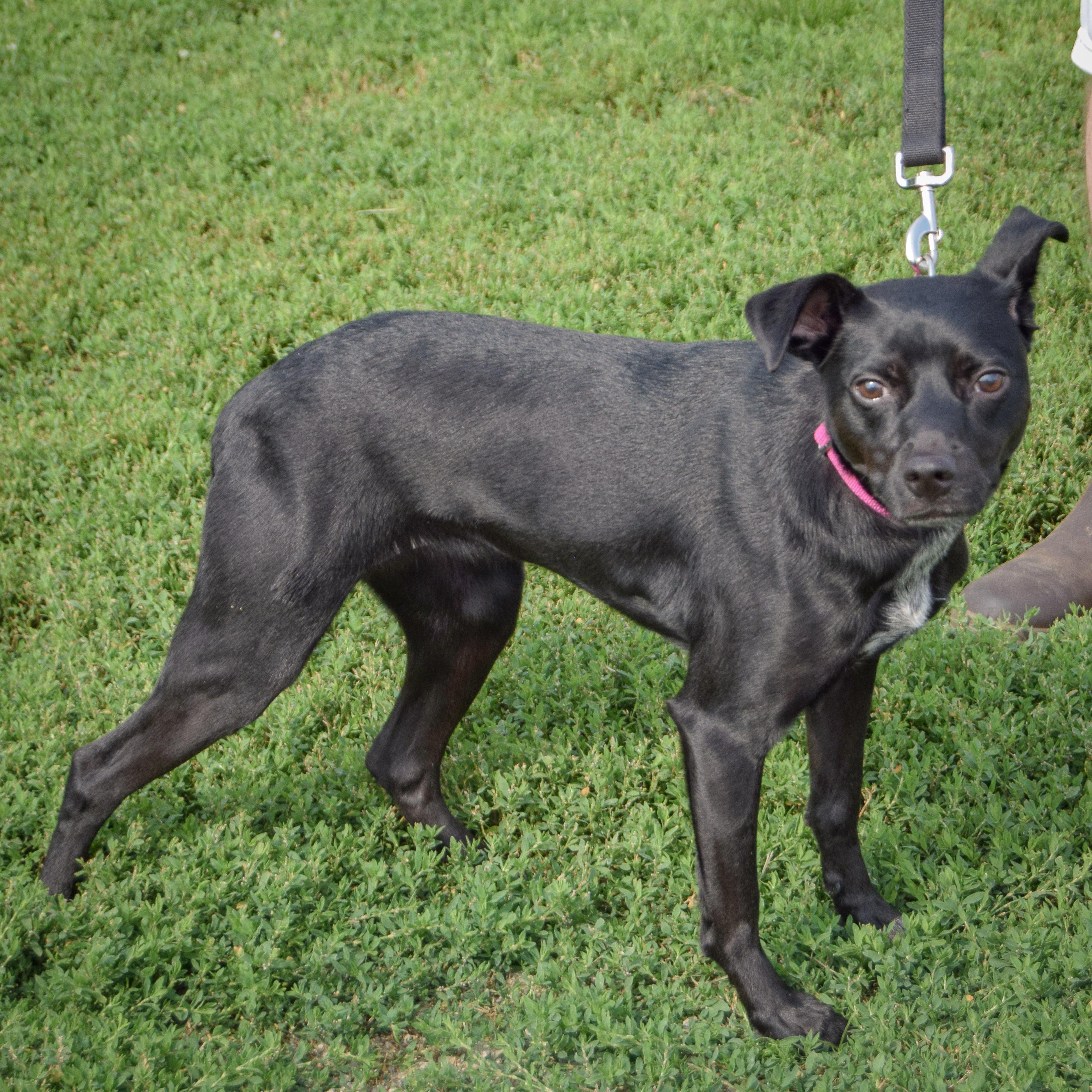 Enlarge Luna, an adoptable mixed breed in Huntley, IL image 5/6