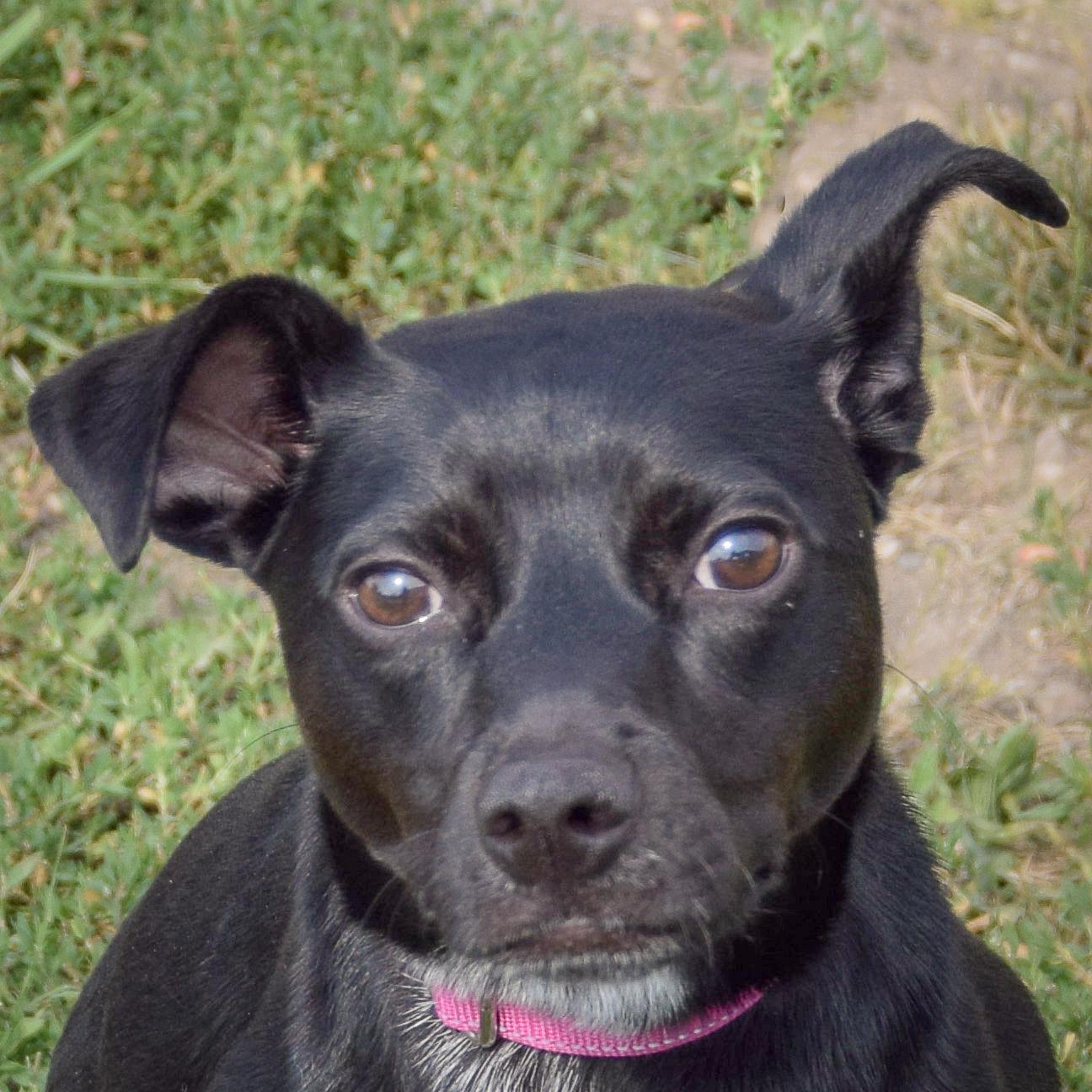 Enlarge Luna, an adoptable mixed breed in Huntley, IL image 1/6