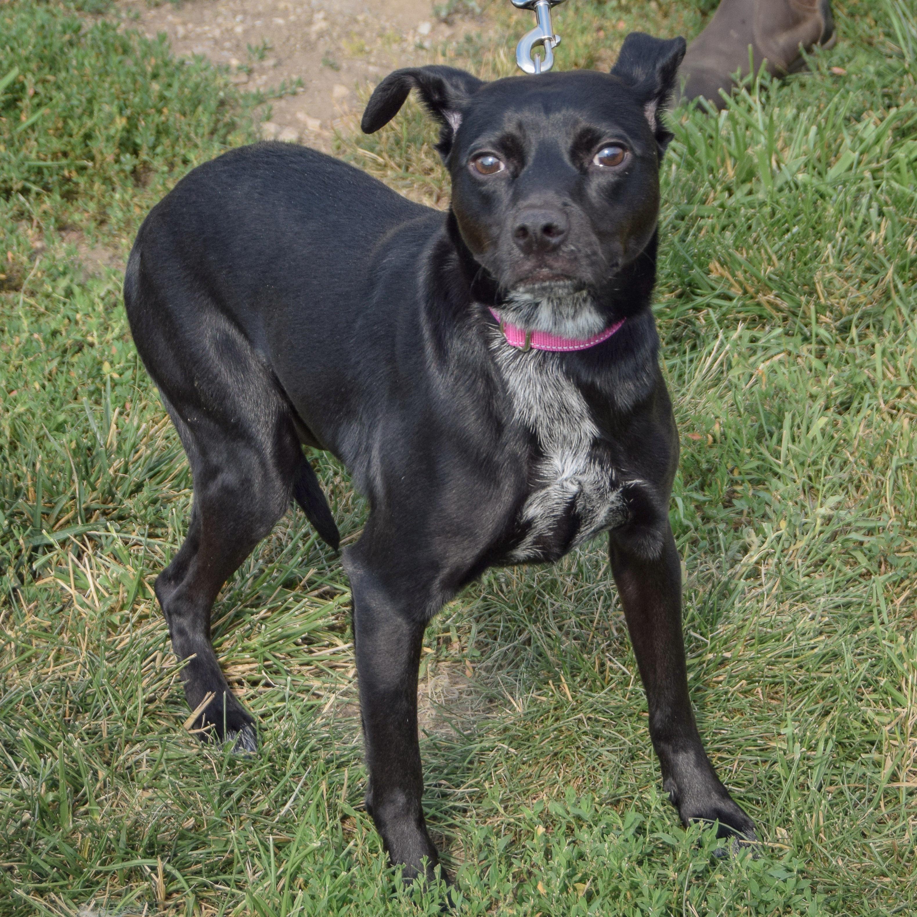 Enlarge Luna, an adoptable mixed breed in Huntley, IL image 6/6