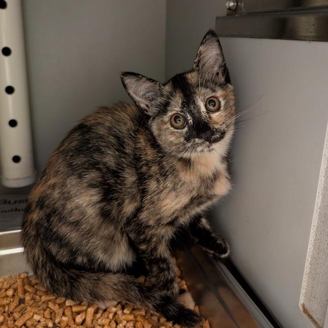 Enlarge Cayenne, a Adopted mixed breed in Rowlett, TX image 2/4