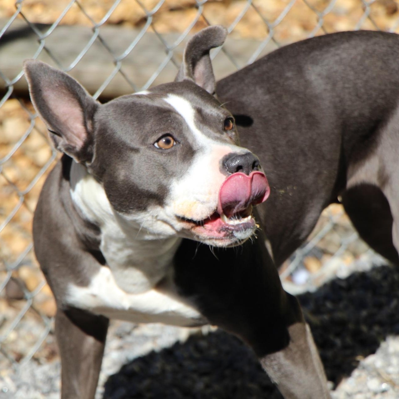 Enlarge Finnley, a Adoptable American Staffordshire Terrier in Dawsonville, GA image 6/6
