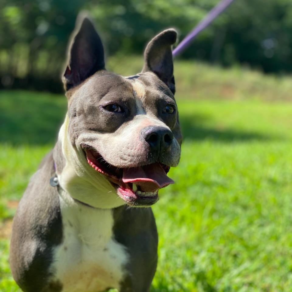 Enlarge Finnley, a Adoptable American Staffordshire Terrier in Dawsonville, GA image 3/6