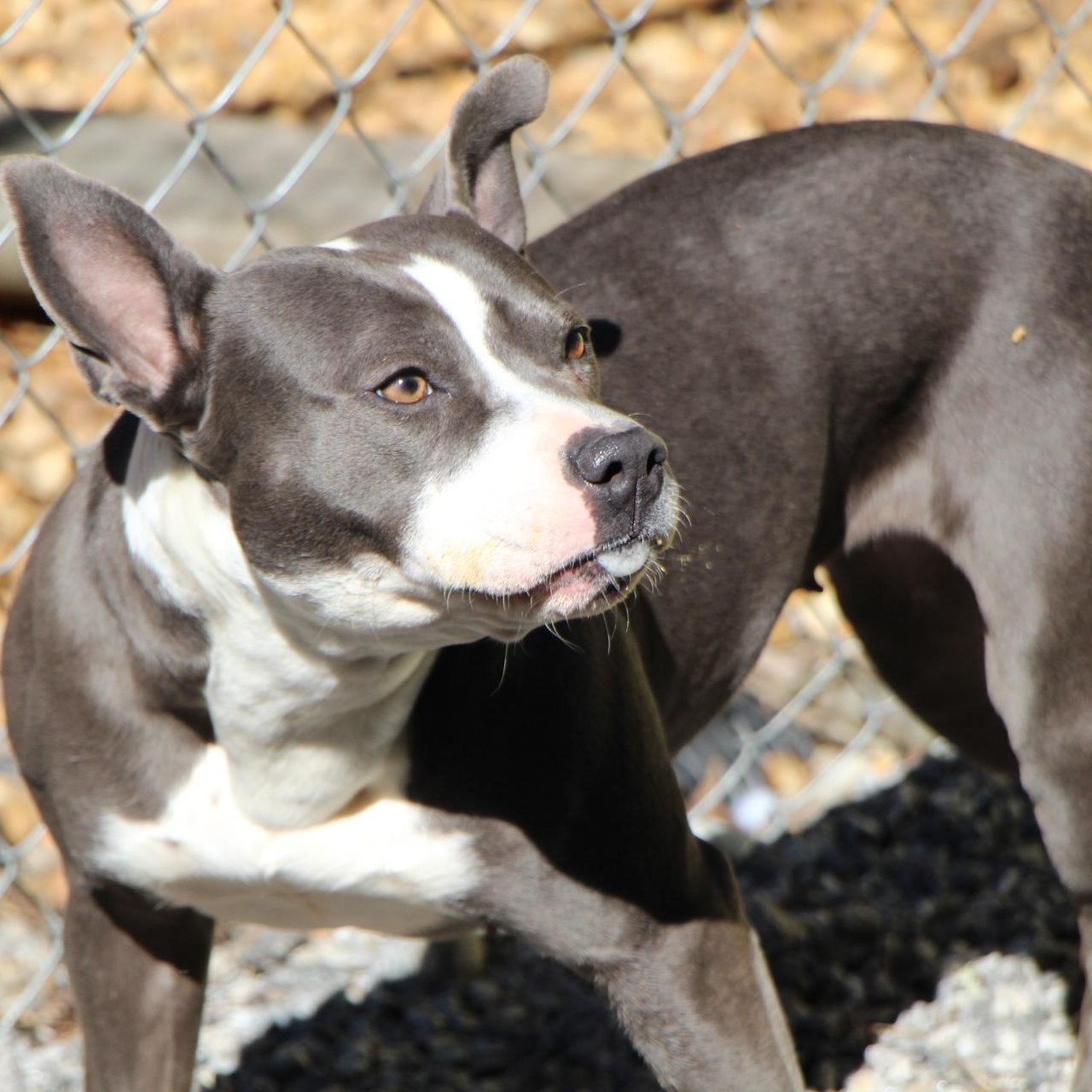 Enlarge Finnley, a Adoptable American Staffordshire Terrier in Dawsonville, GA image 5/6