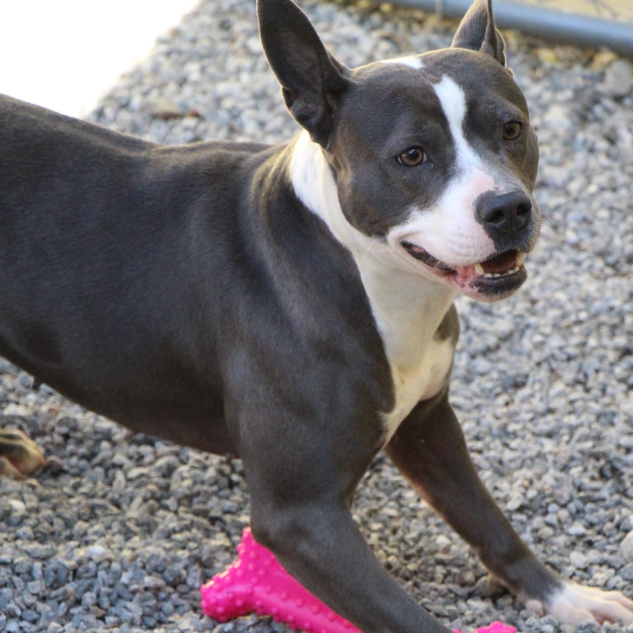 Enlarge Finnley, a Adoptable American Staffordshire Terrier in Dawsonville, GA image 2/6
