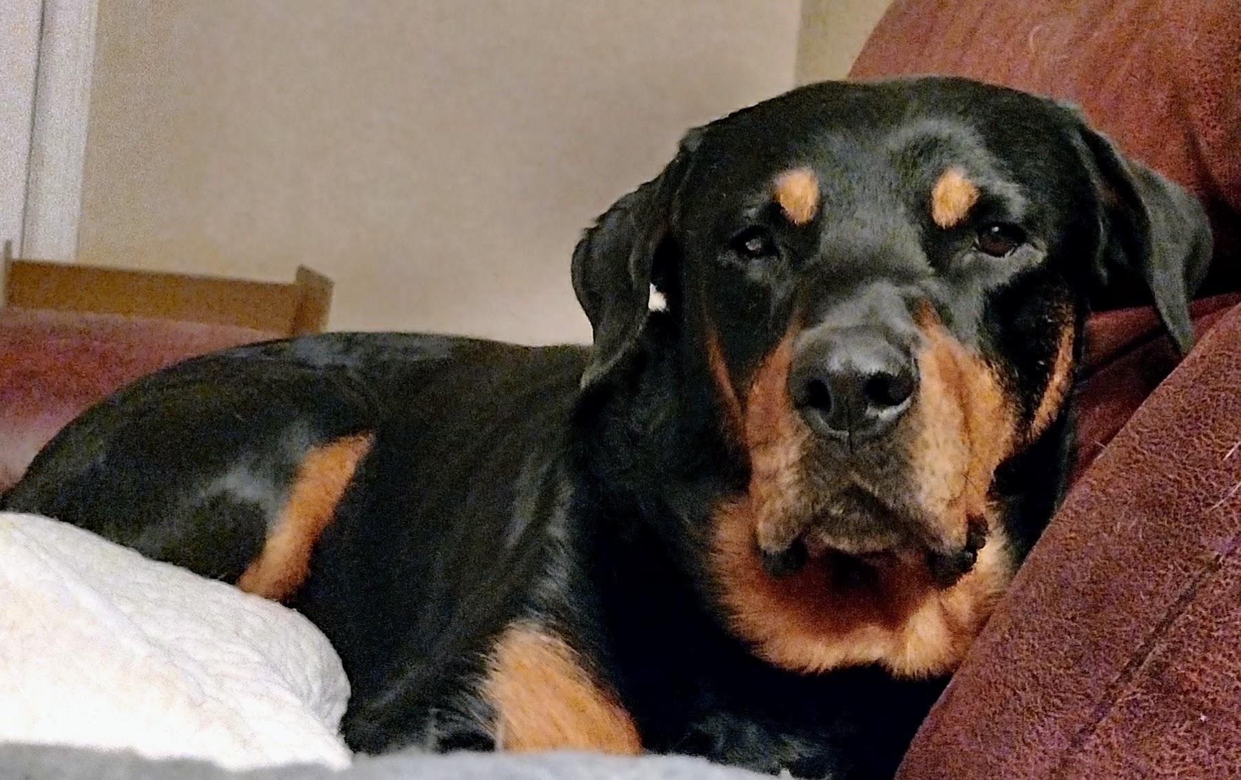 Slay, Adult Male Rottweiler