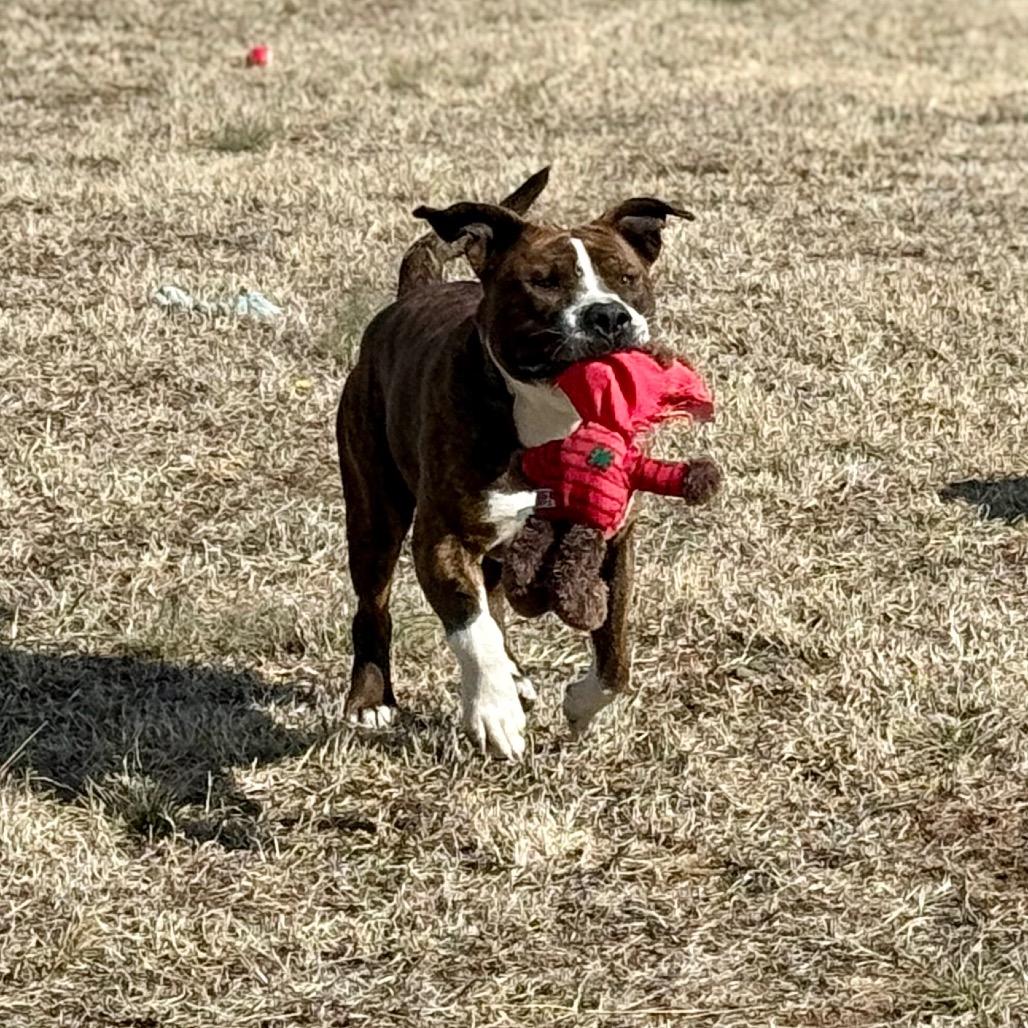 Enlarge Boh, a Adoptable Mixed Breed in Pauls Valley, OK image 1/6
