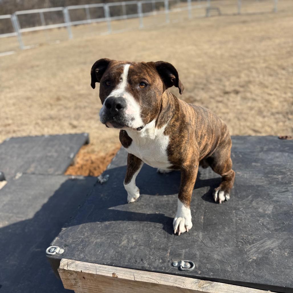 Enlarge Boh, a Adoptable Mixed Breed in Pauls Valley, OK image 2/6