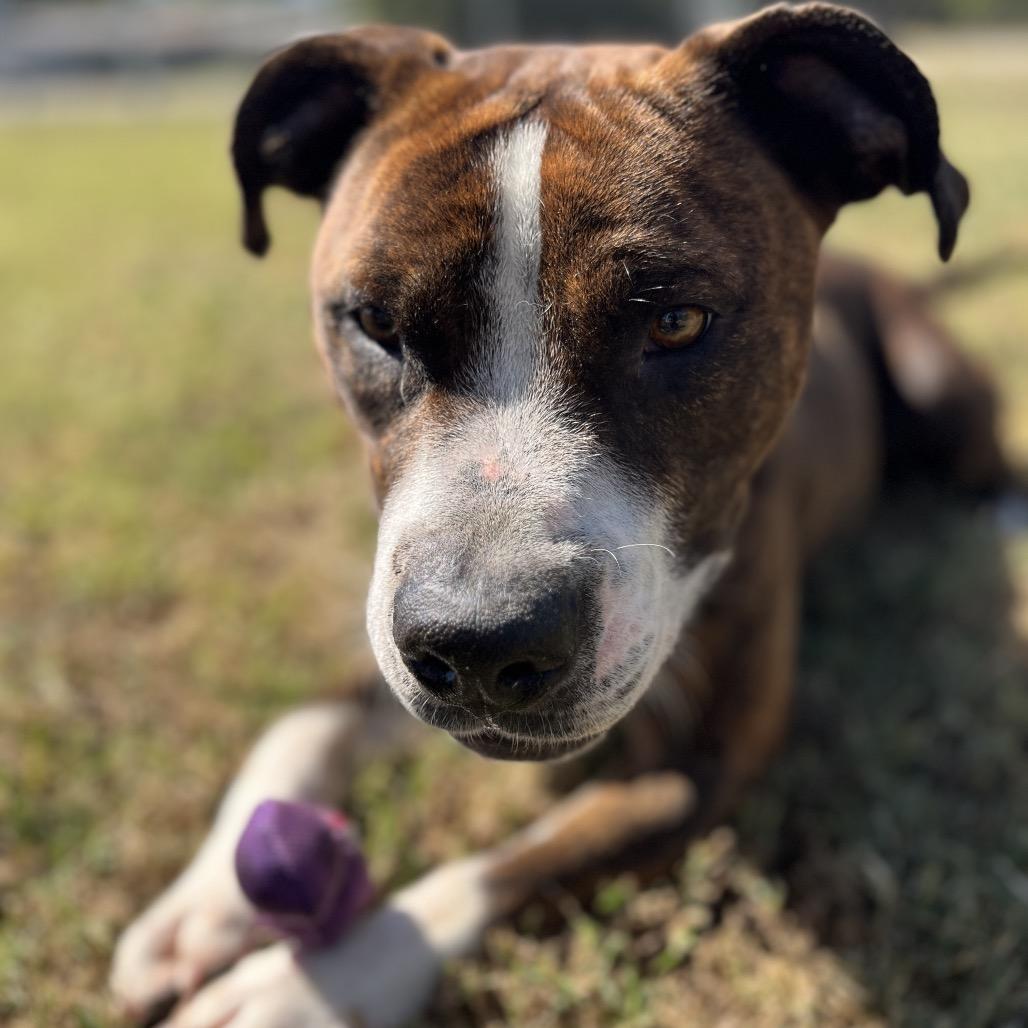 Enlarge Boh, a Adoptable Mixed Breed in Pauls Valley, OK image 1/1