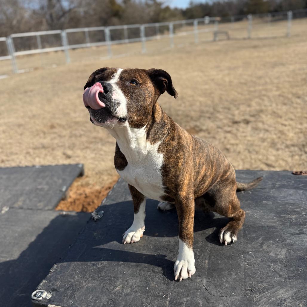 Enlarge Boh, a Adoptable Mixed Breed in Pauls Valley, OK image 3/6