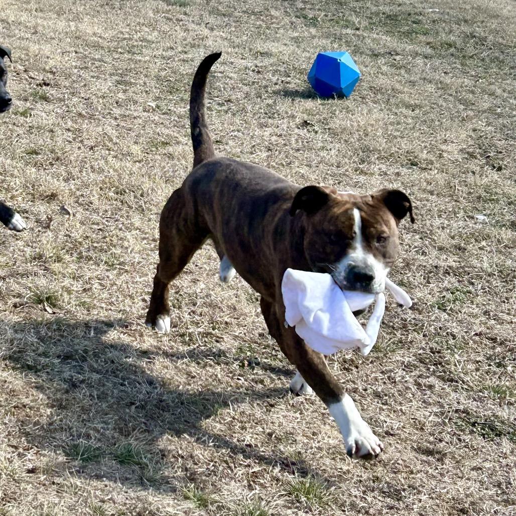 Enlarge Boh, a Adoptable Mixed Breed in Pauls Valley, OK image 4/6