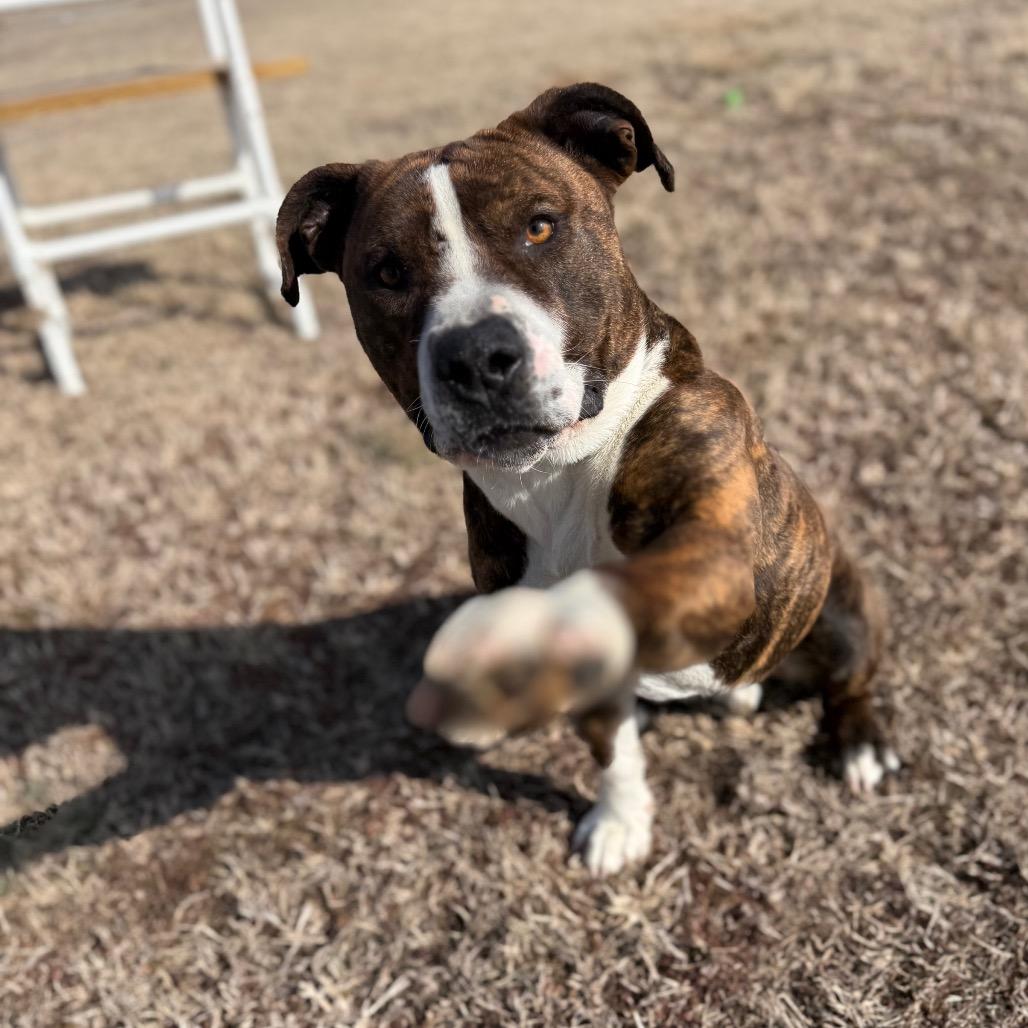 Enlarge Boh, a Adoptable Mixed Breed in Pauls Valley, OK image 5/6