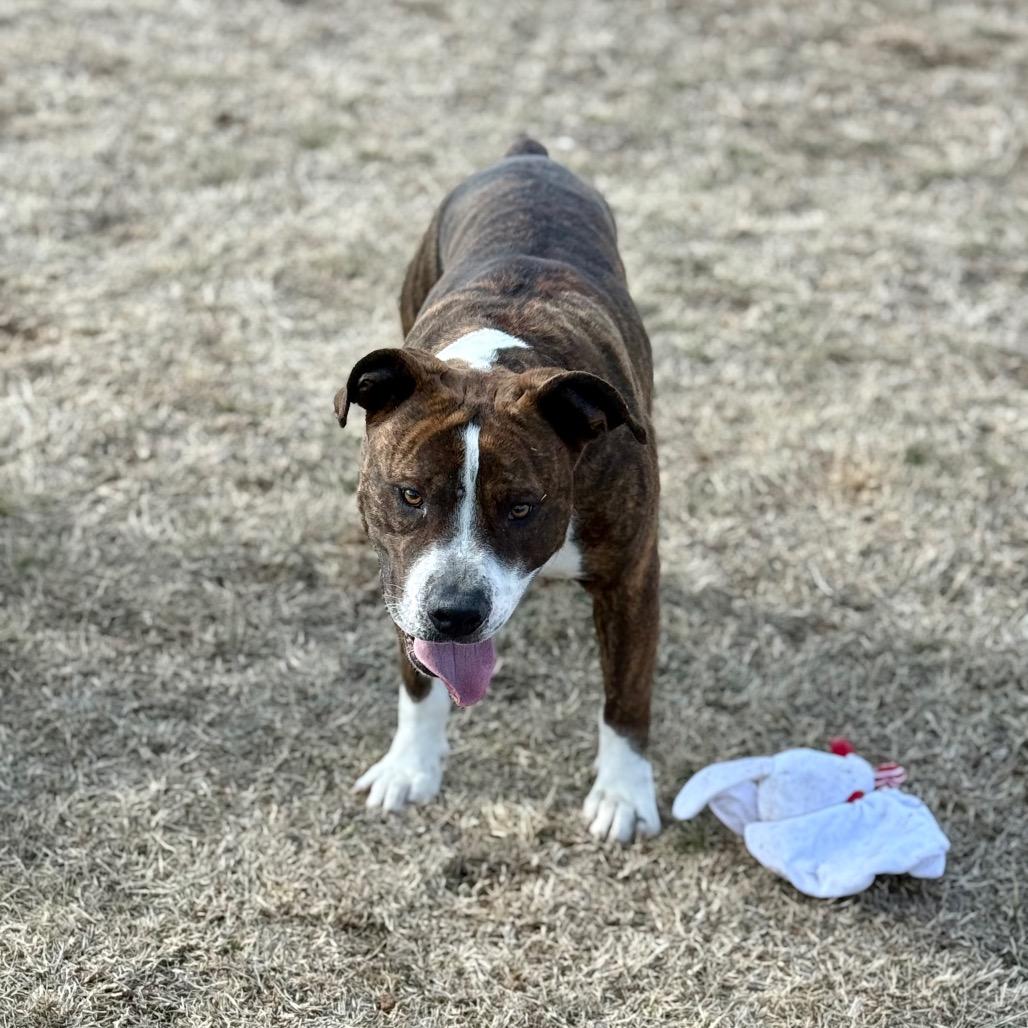 Enlarge Boh, a Adoptable Mixed Breed in Pauls Valley, OK image 6/6