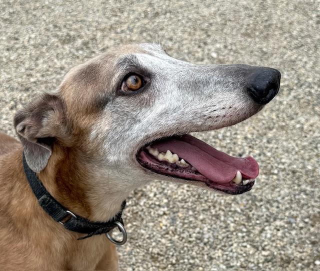 Enlarge Drew, a Adoptable mixed breed in Westerville, OH image 3/5