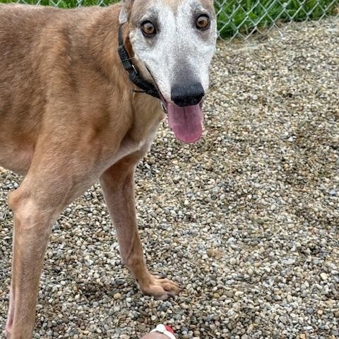 Enlarge Drew, a Adoptable mixed breed in Westerville, OH image 4/5