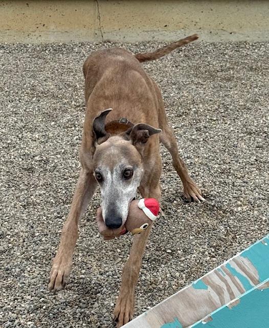 Enlarge Drew, a Adoptable mixed breed in Westerville, OH image 2/5