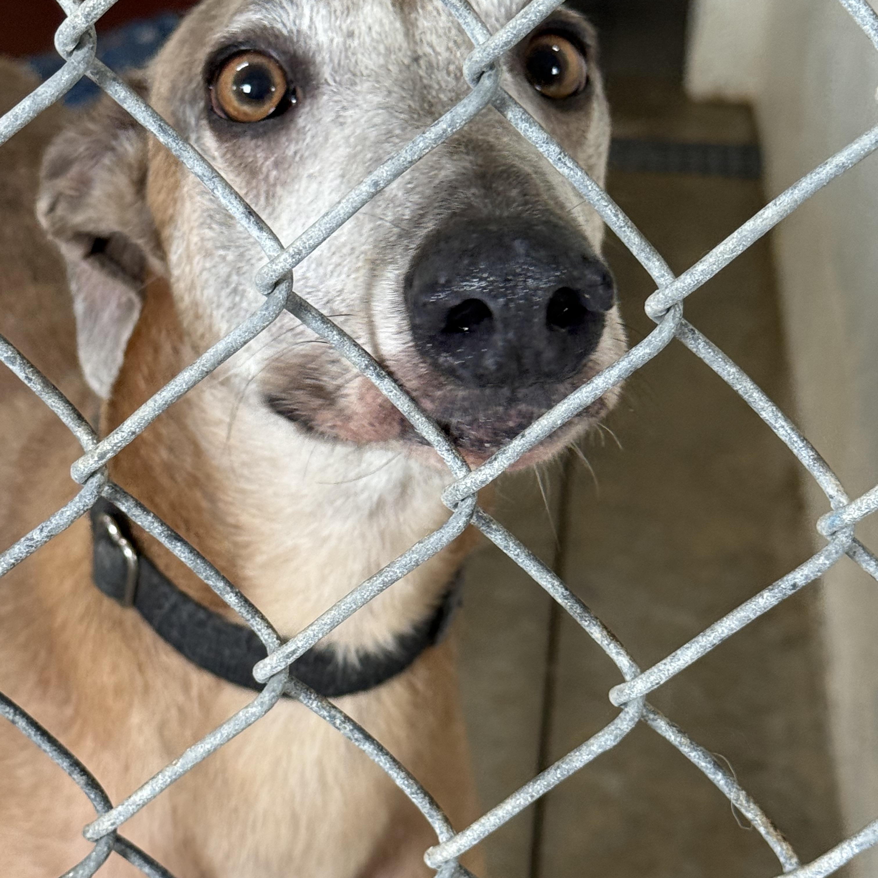 Enlarge Drew, a Adoptable mixed breed in Westerville, OH image 1/5