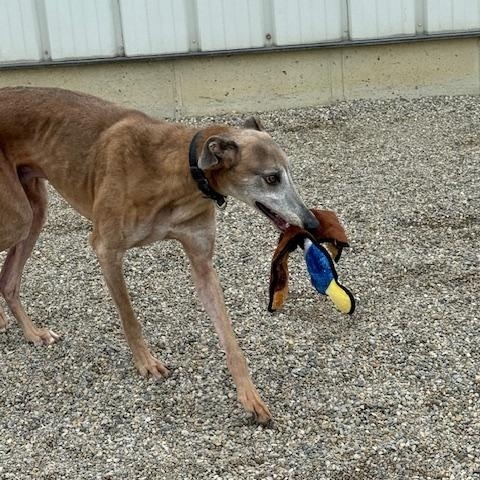 Enlarge Drew, a Adoptable mixed breed in Westerville, OH image 5/5