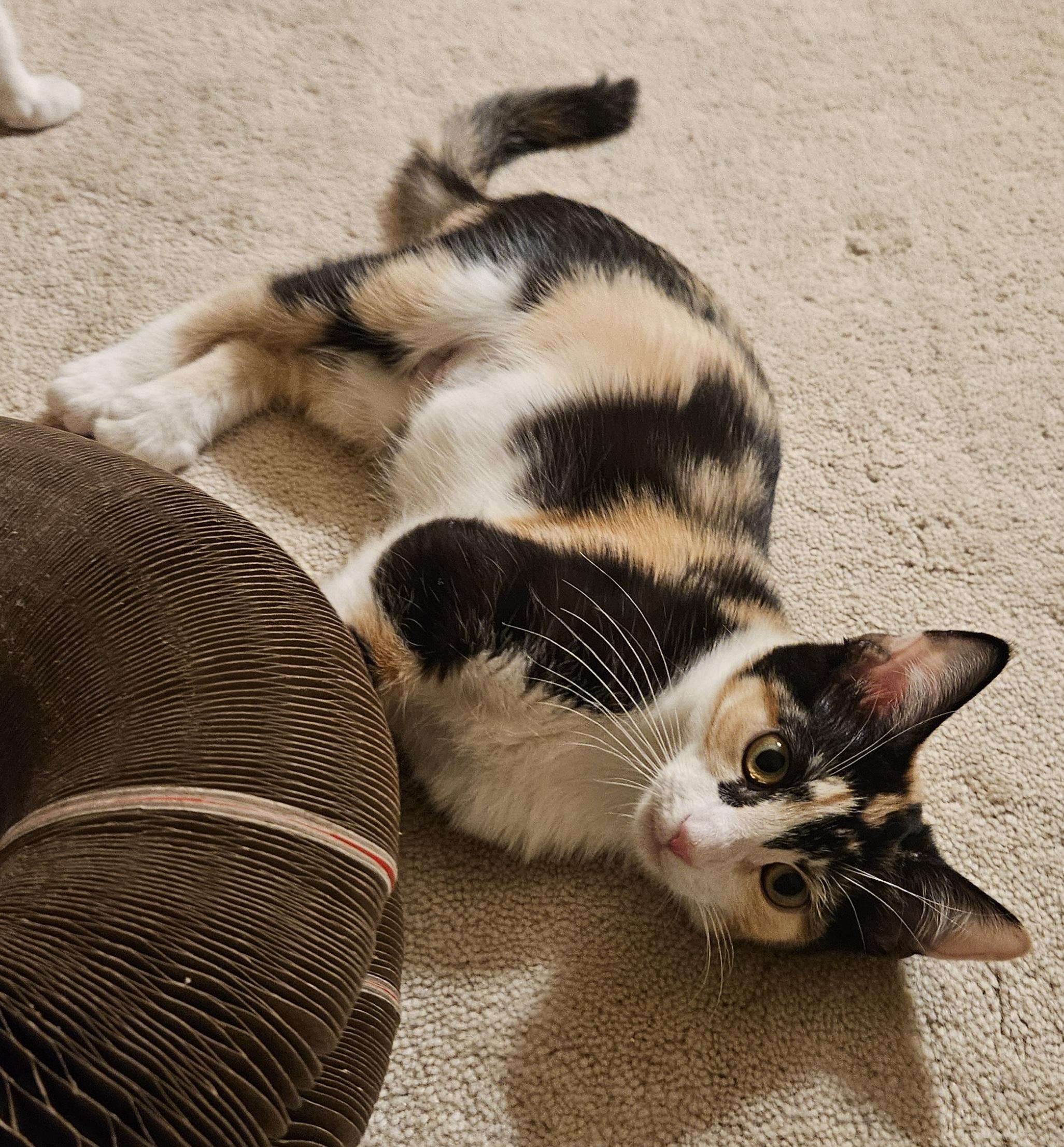 Shelby, an adopted Calico in Frederick, MD image 4/5