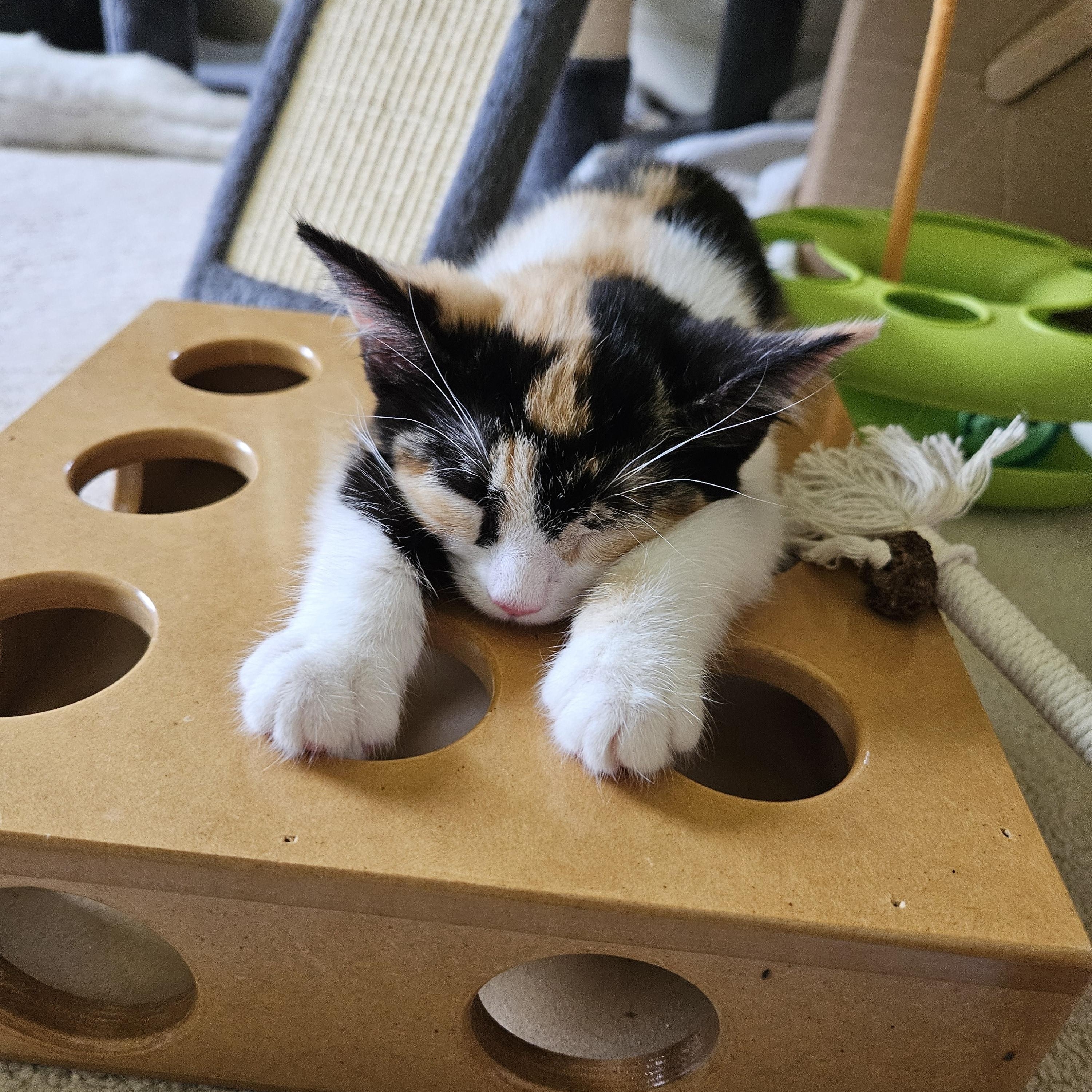 Shelby, adopted, Kitten Female Calico.
