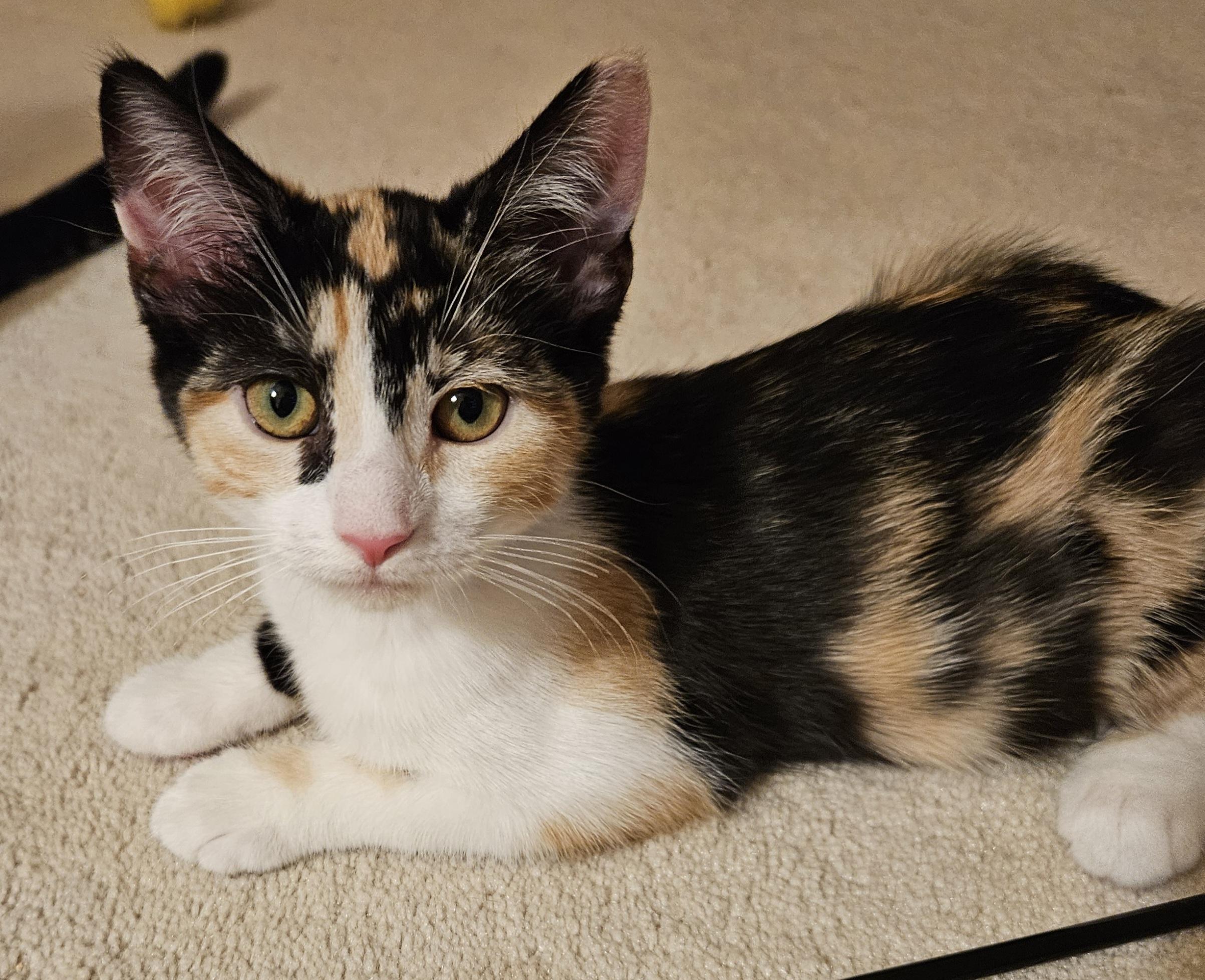 Shelby, an adopted Calico in Frederick, MD image 2/5