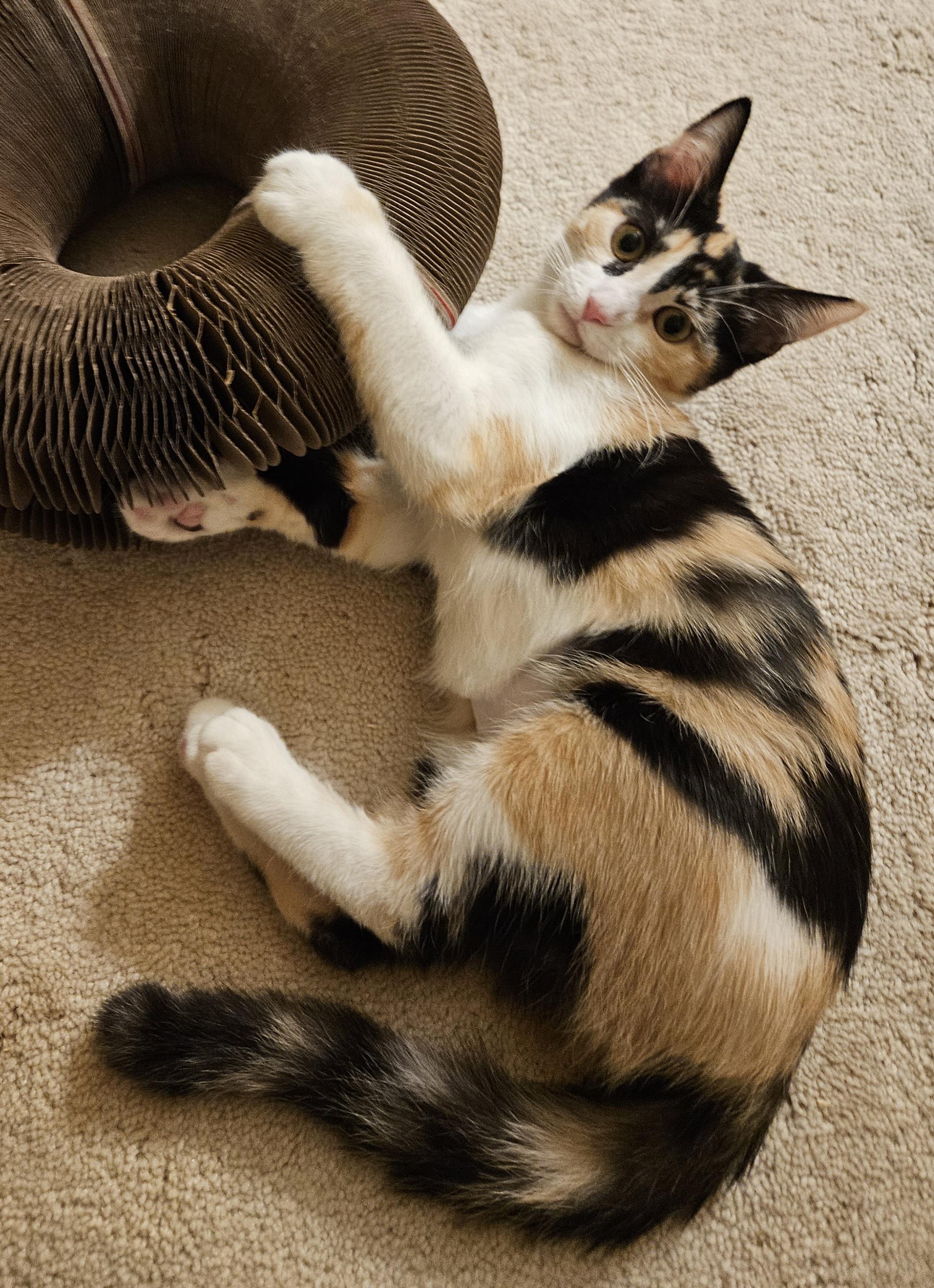 Shelby, an adopted Calico in Frederick, MD image 5/5